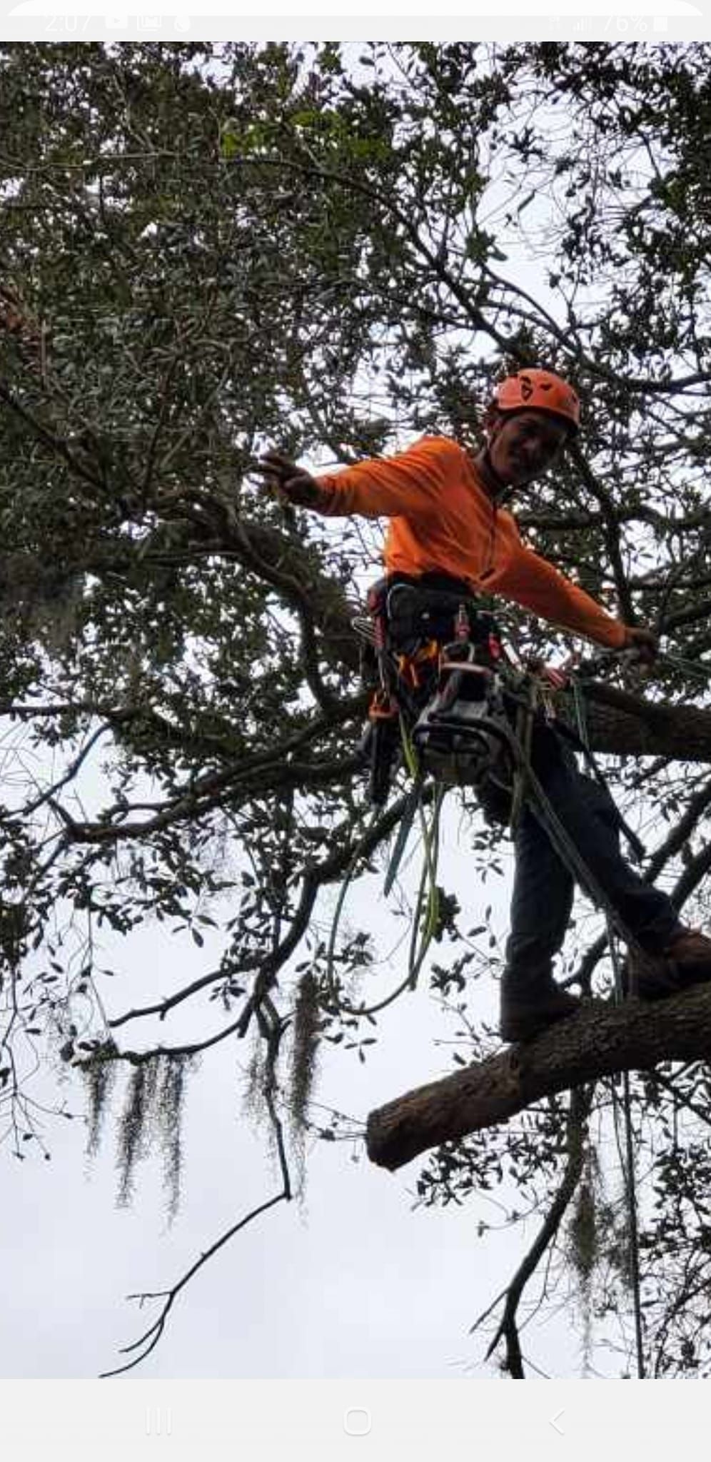  for Ultimate Tree and Landscape Services LLC in Mulberry, FL