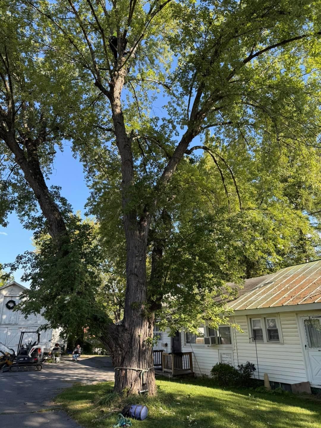  for Sterlings Tree Removal in Cobleskill, New York