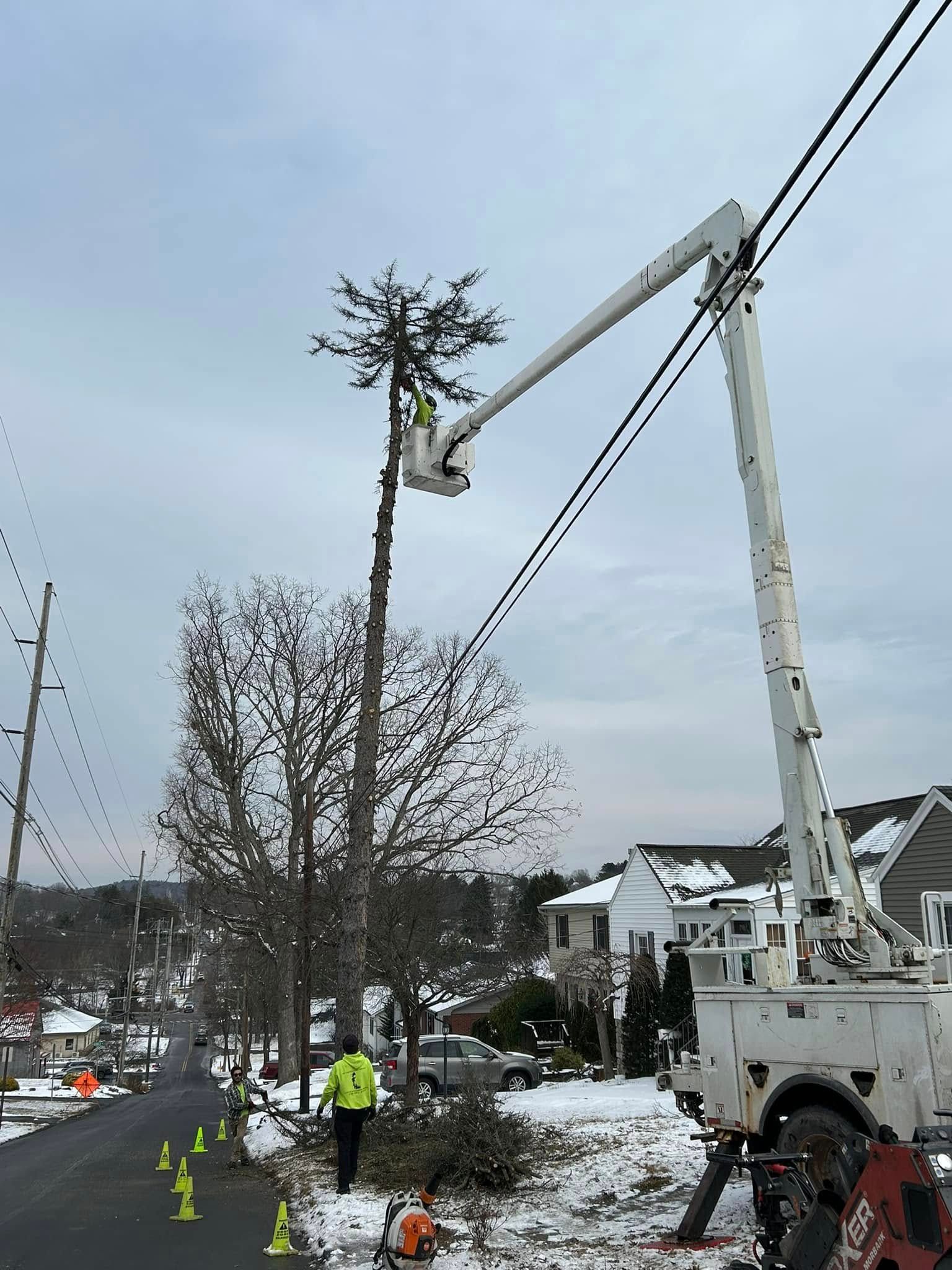  for All American Tree Services LLC in Dallas, PA