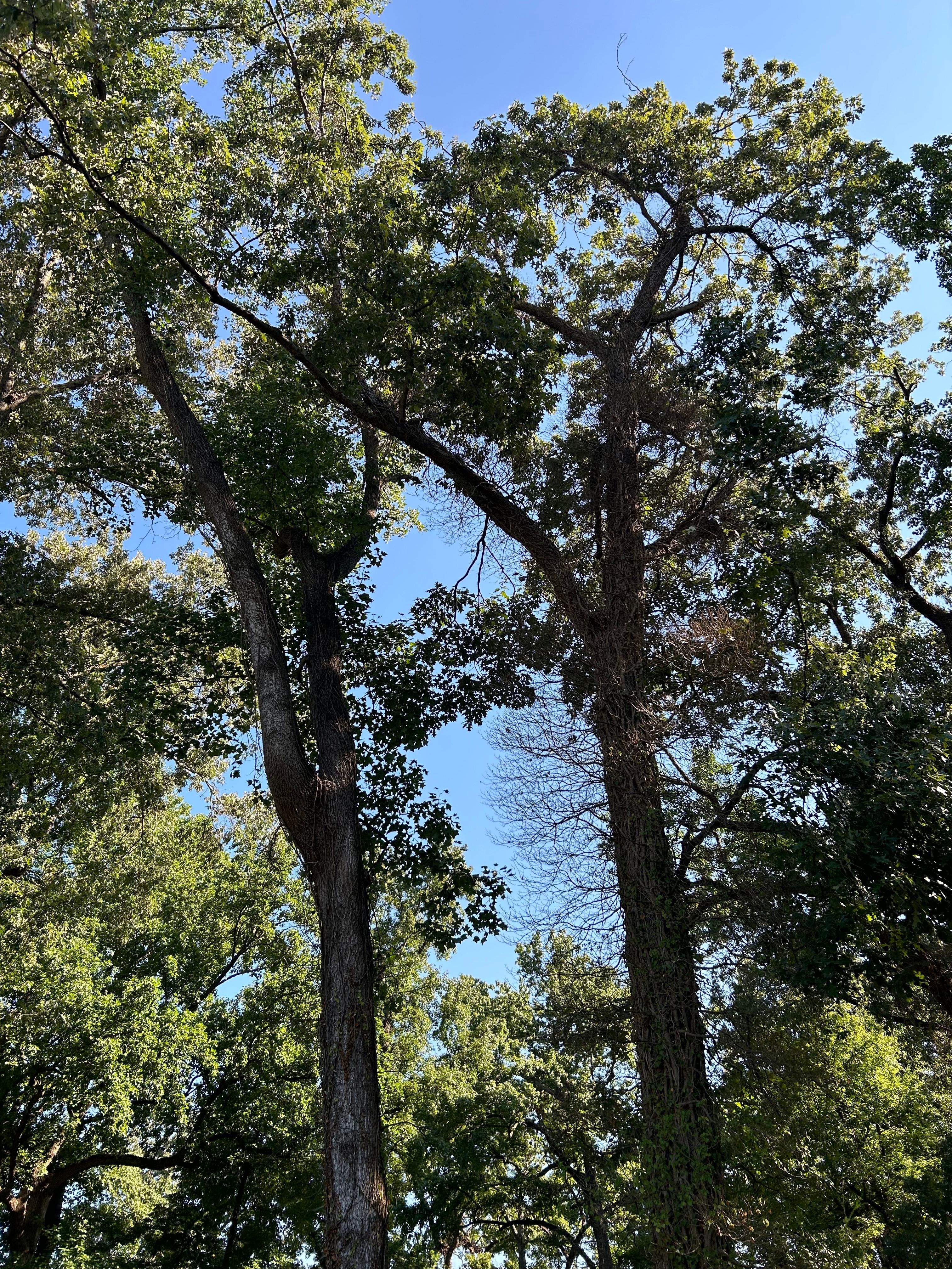  for Big Bear Tree Service in Newport News, VA