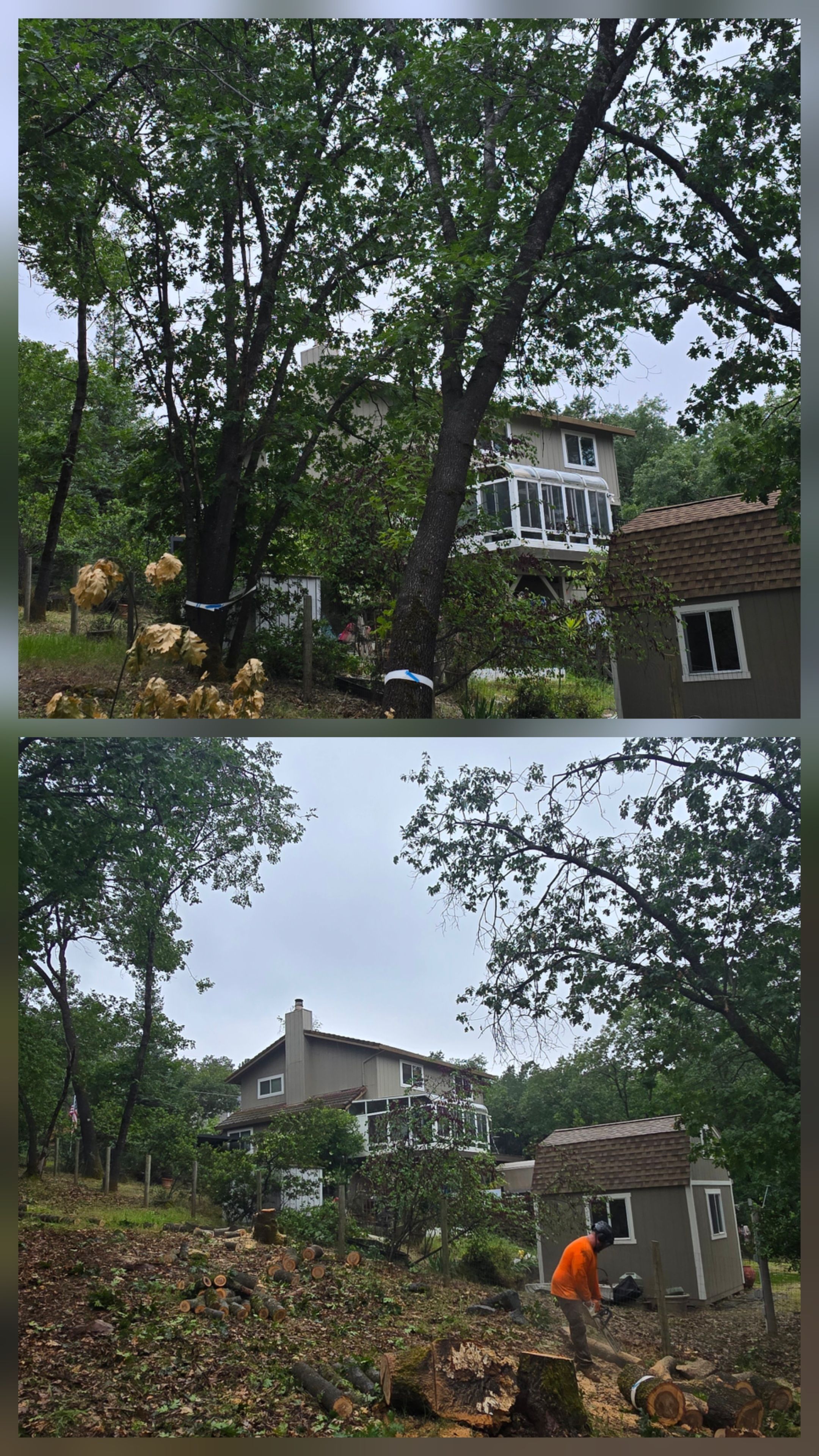  for George Staddan's Professional Tree Care in Placerville, CA