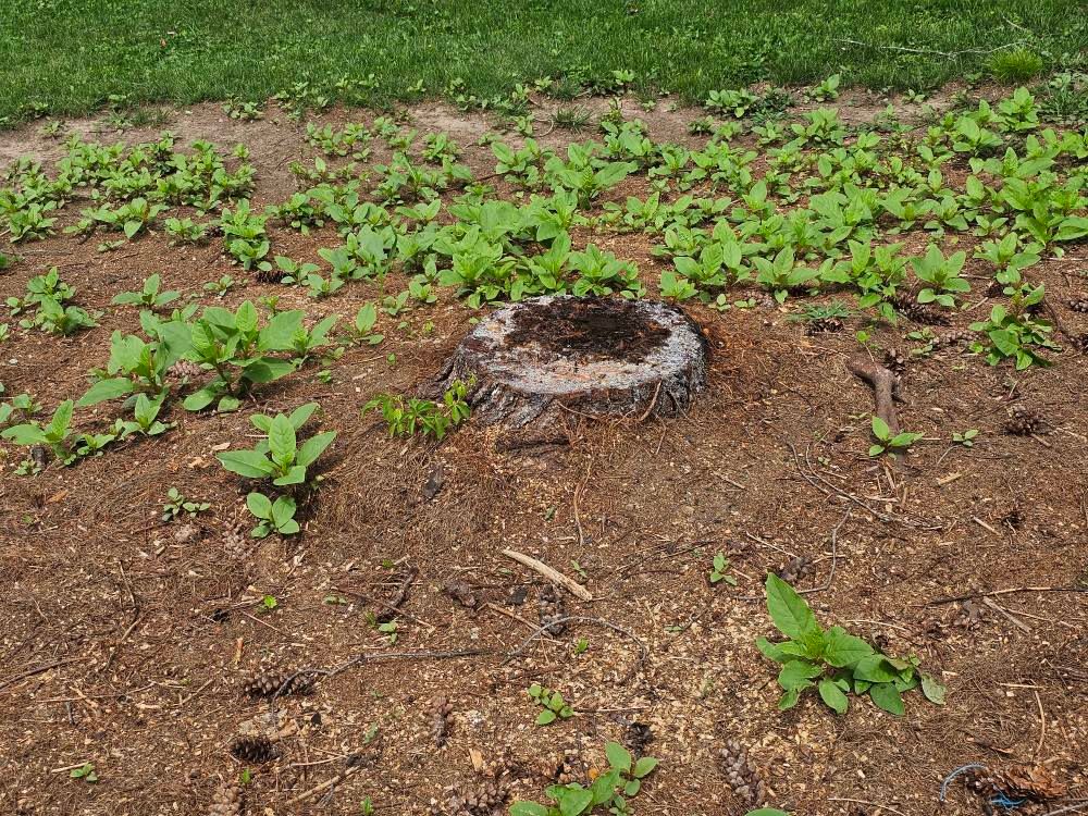  for I and R Stump Grinding in Thornville, OH