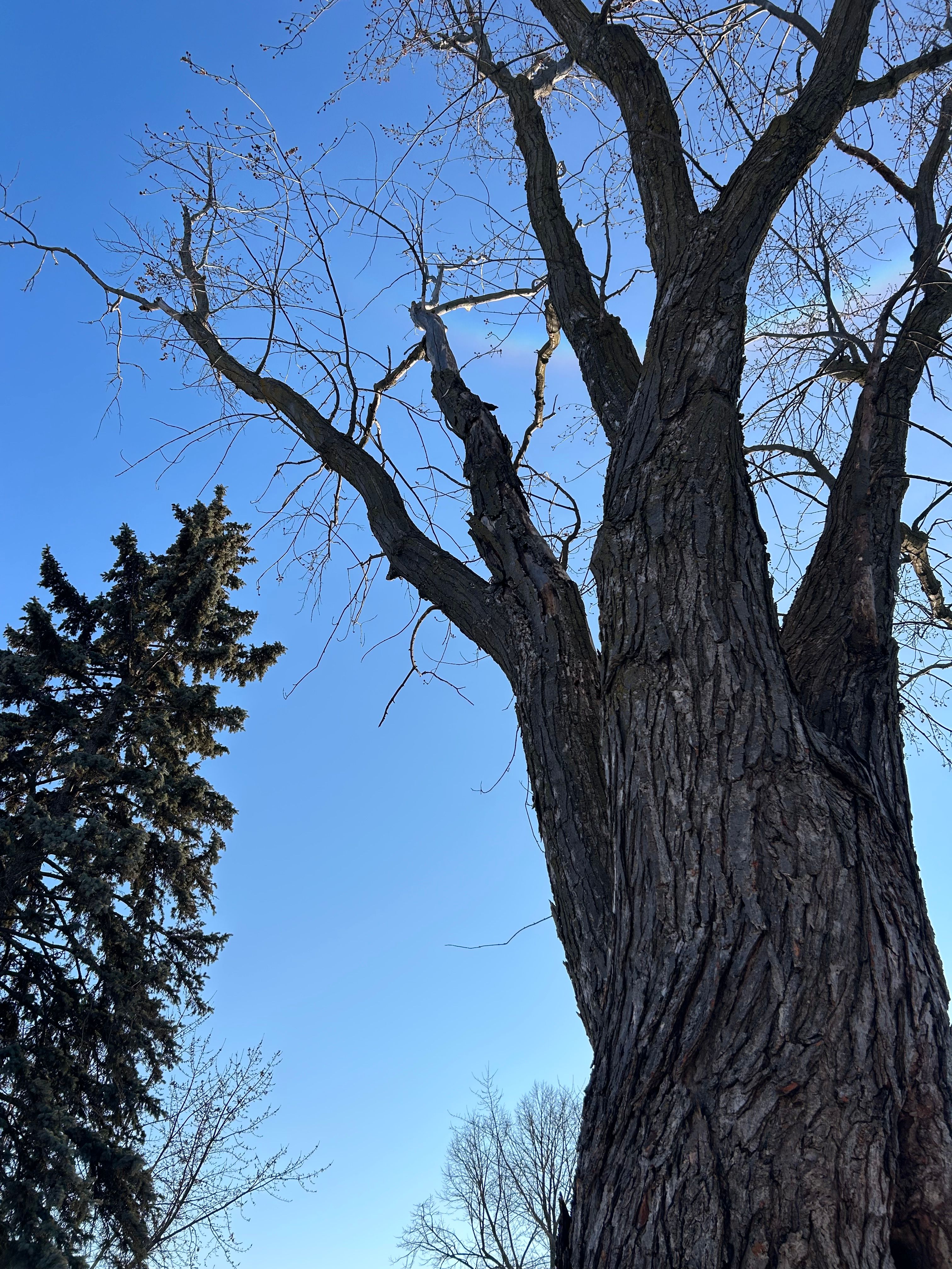 All Photos for Allstate Tree Service and Crane in Spring Lake Park, MN
