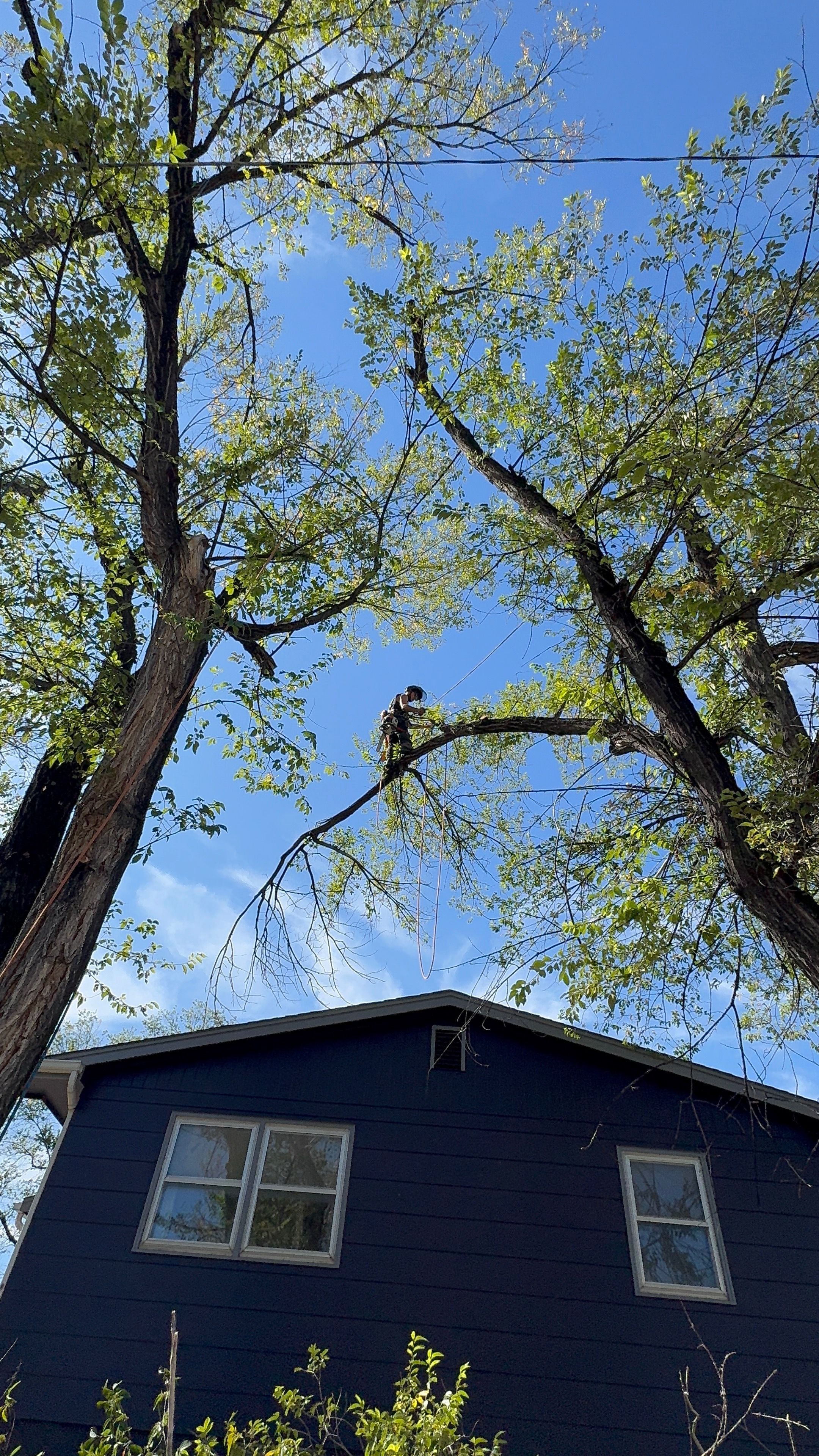  for Elevated Tree Care in Gillette, WY