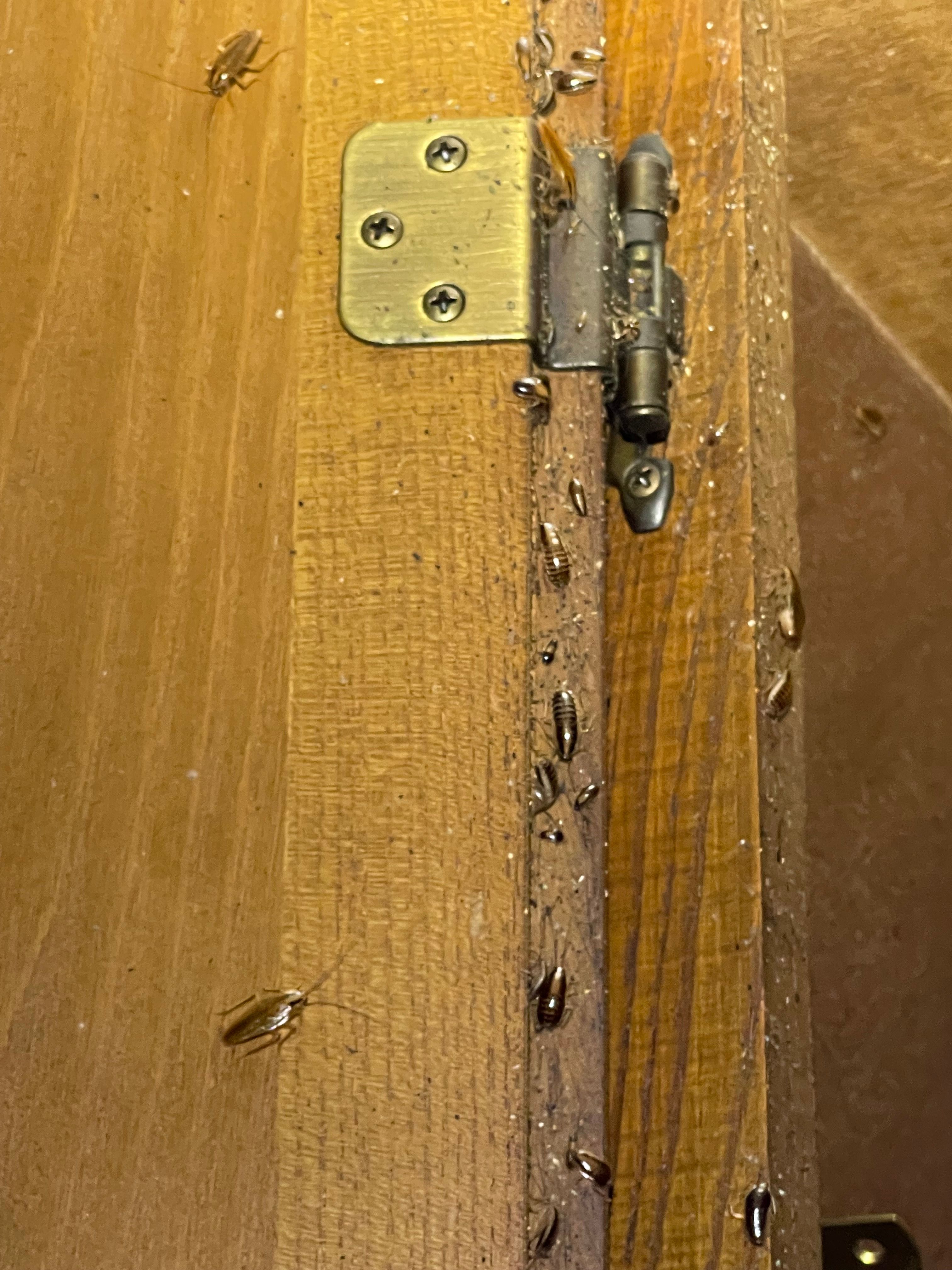  for All-In Pest Control & Home Solutions in Greene County, IN