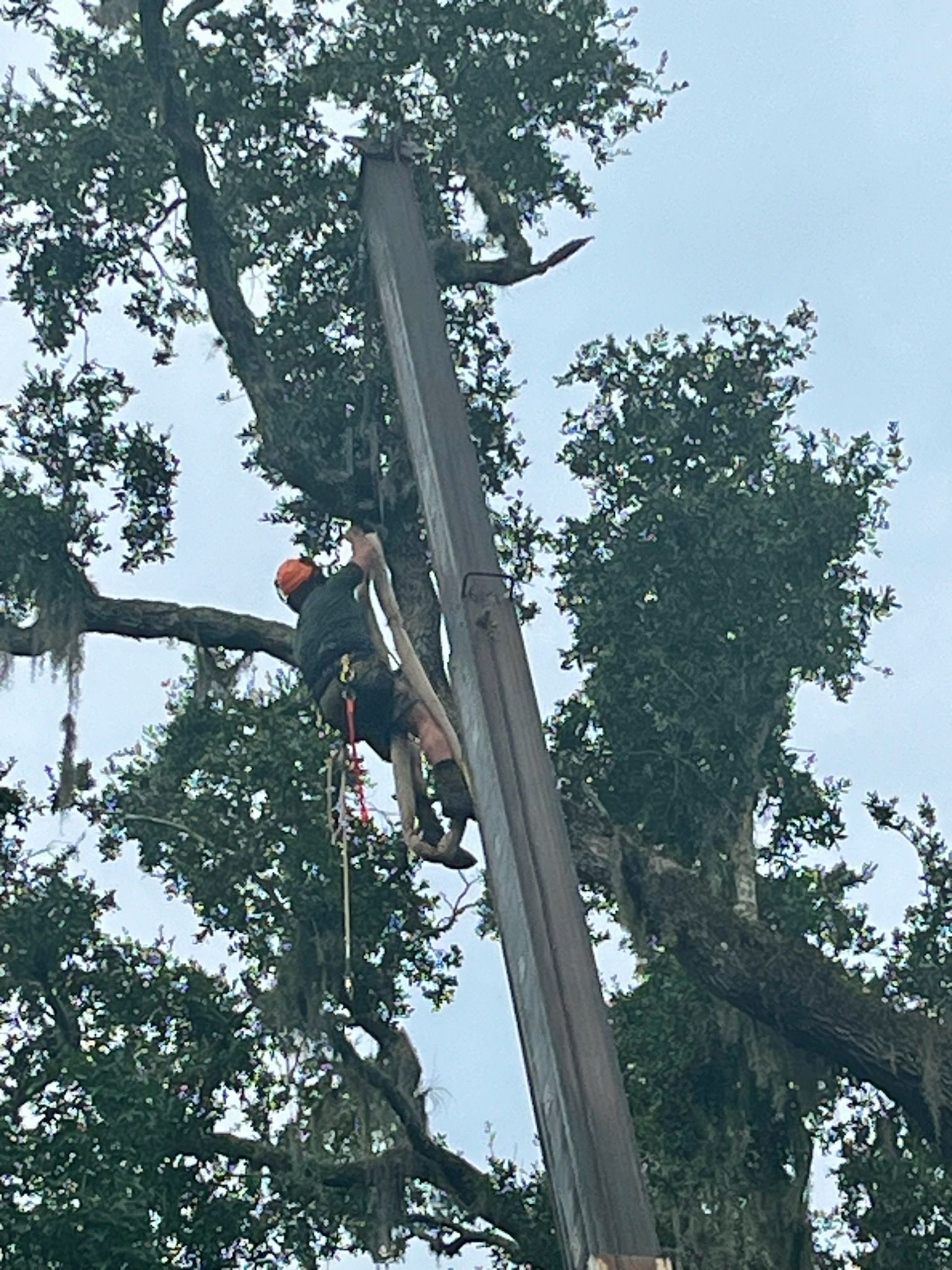 All Photos for Near Me Tree Service, Inc. in DeLand, FL
