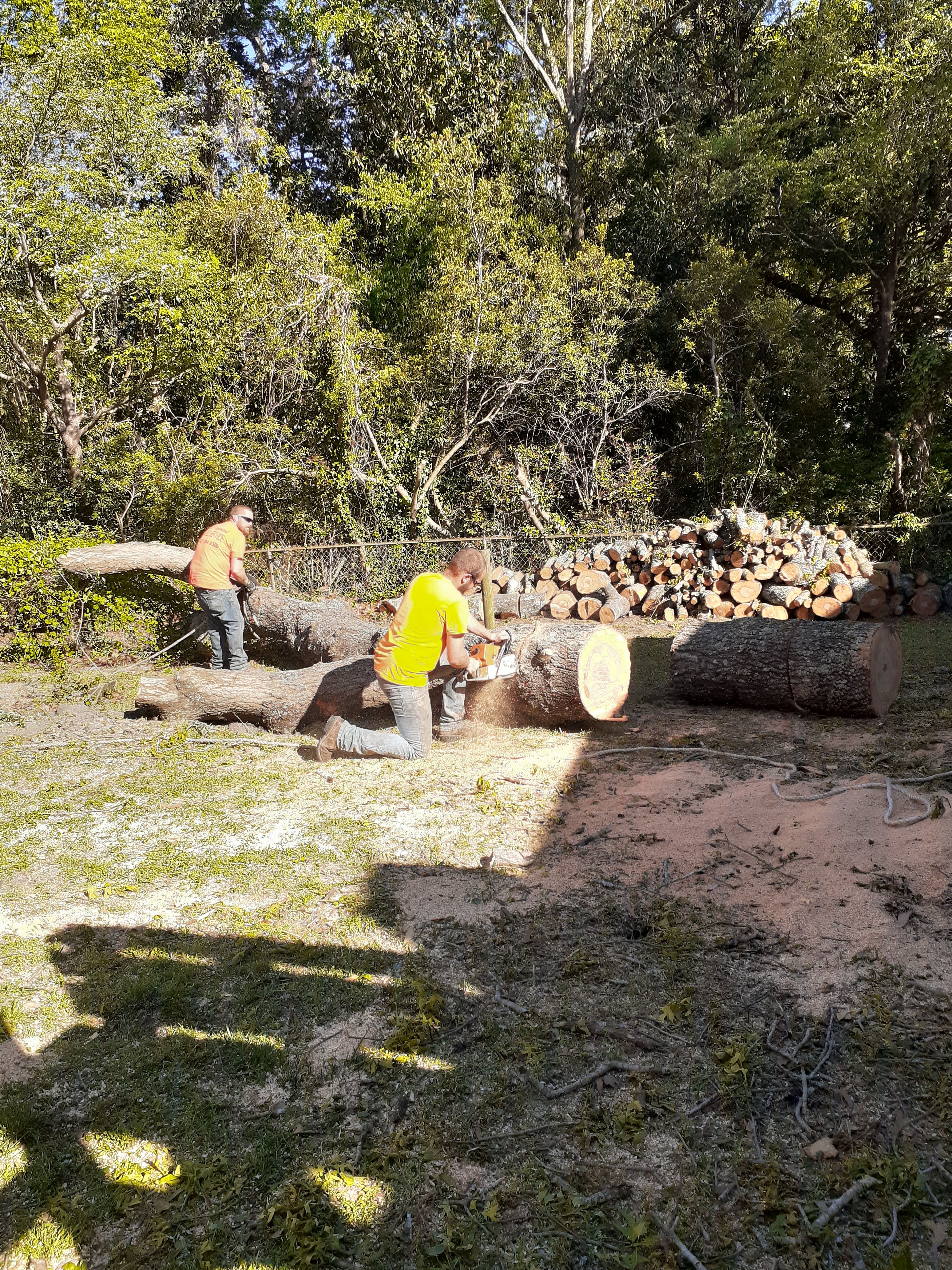  for Professional Tree Service USA in Chattanooga, TN