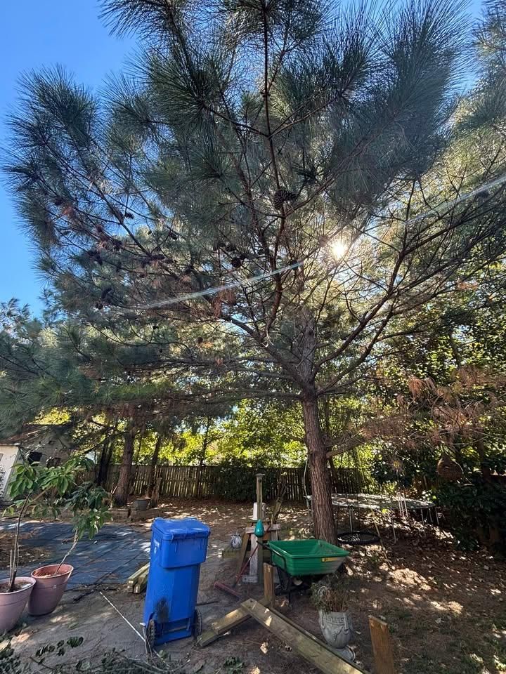 All Photos for Cowboys TREE Company in Chesapeake, VA