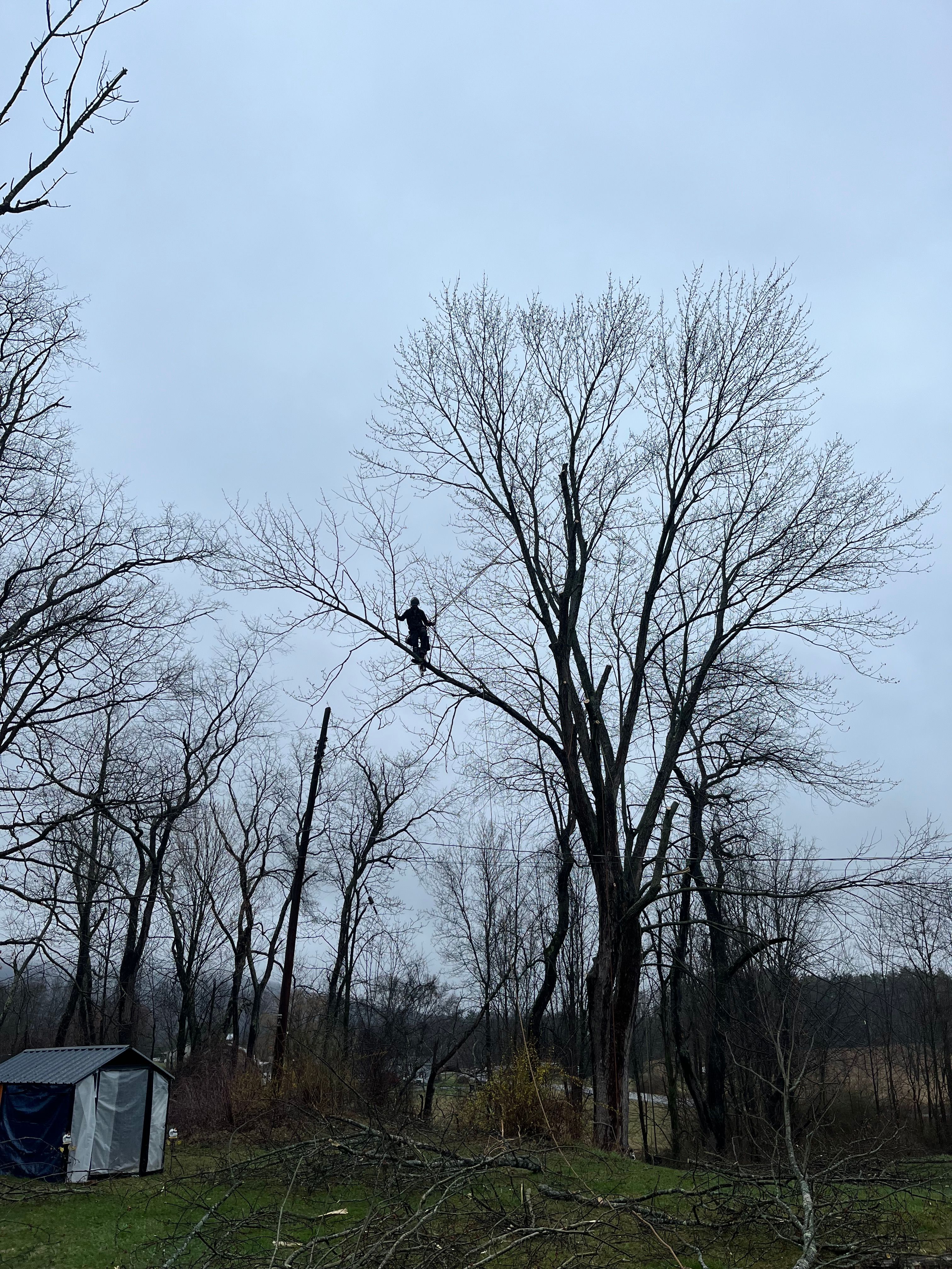 All Photos for Licensed to Cut Tree Service in Athens, PA