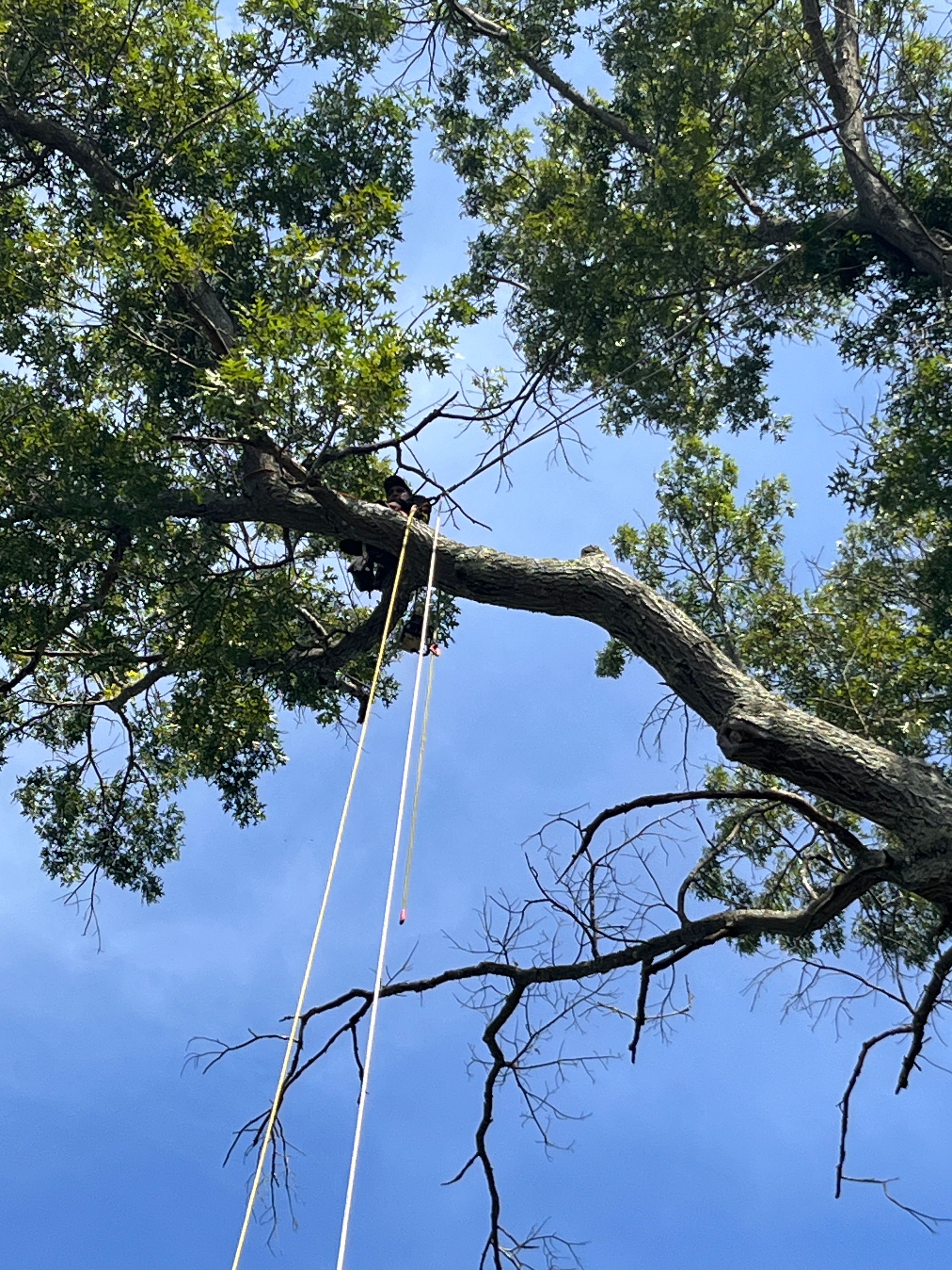  for Ricky's Tree Service & Property Care in Orange, VA