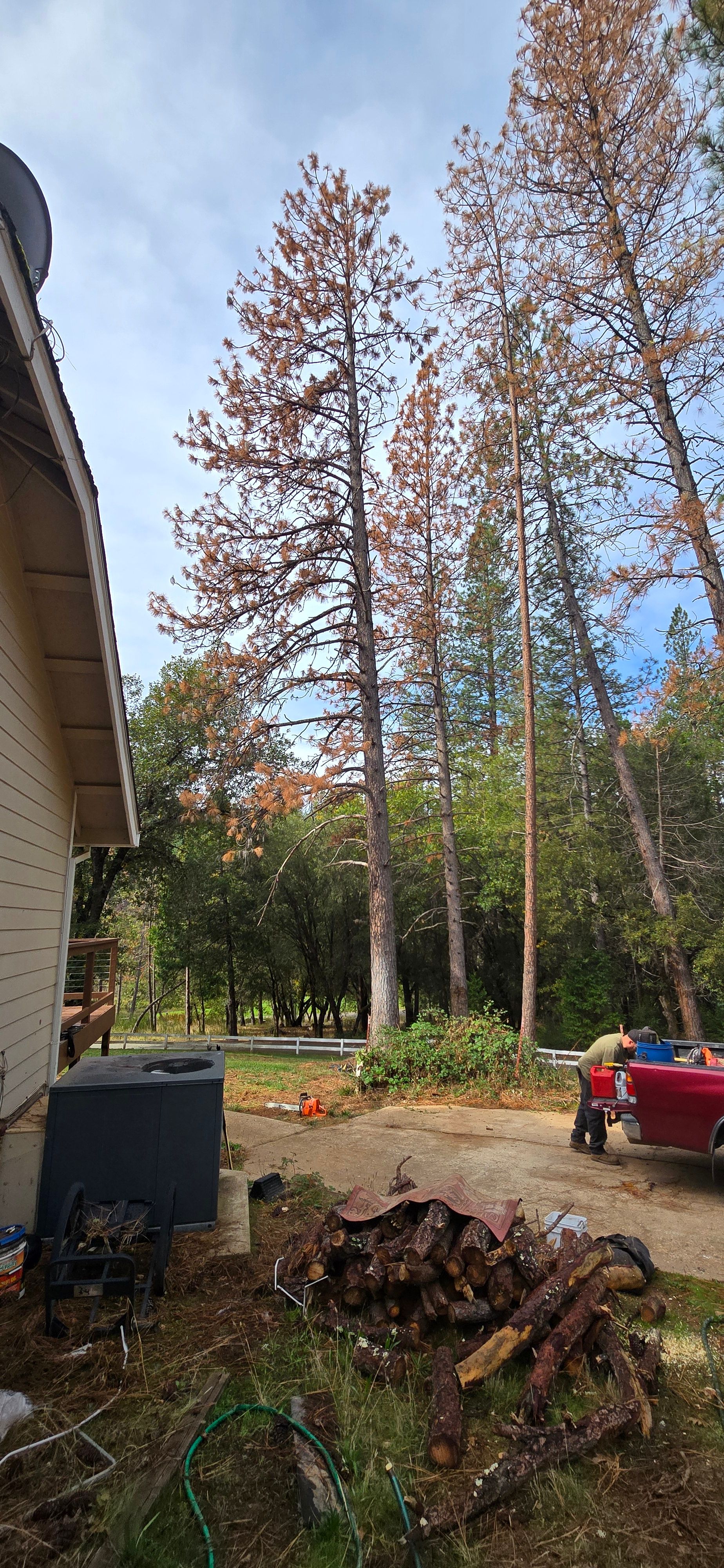  for George Staddan's Professional Tree Care in Placerville, CA