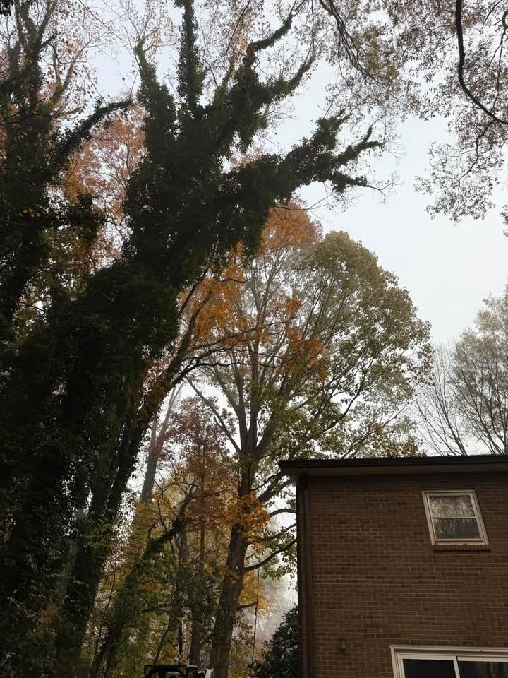  for Down South Tree Care and Landscaping in Maiden, NC