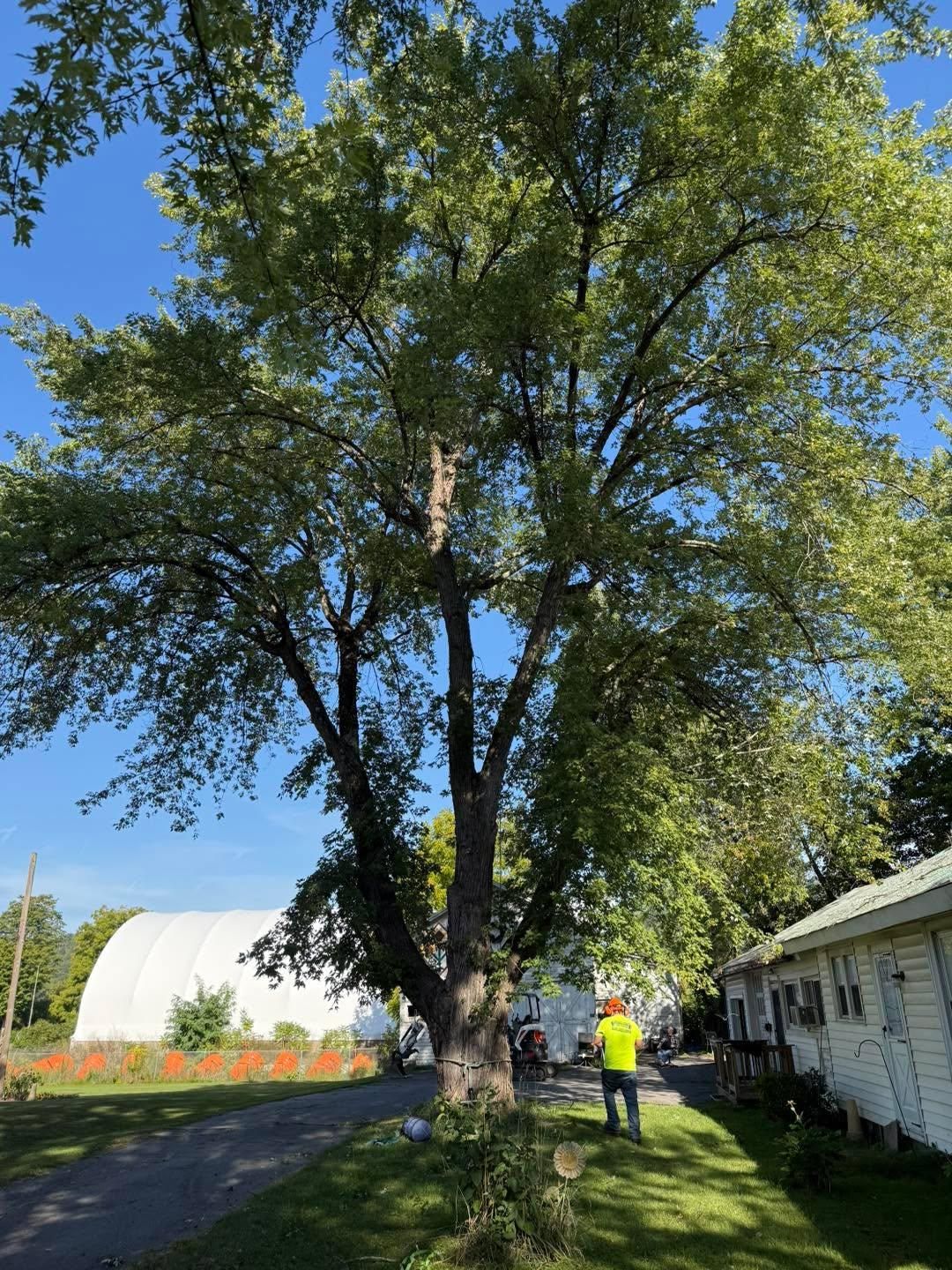  for Sterlings Tree Removal in Cobleskill, New York