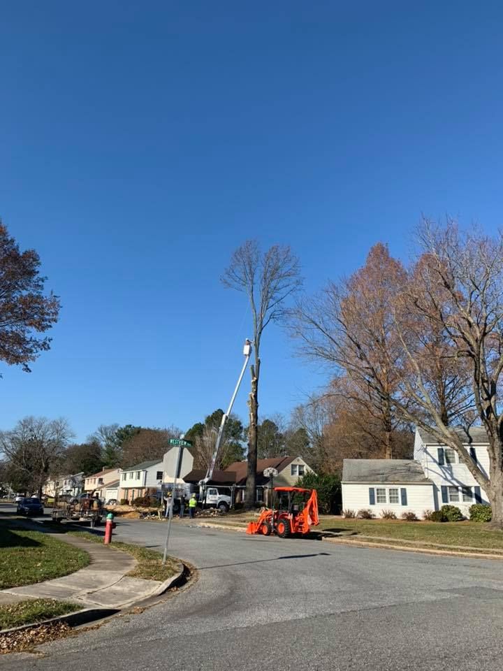  for Loockerman's Tree and Stump Removal in Dover, DE