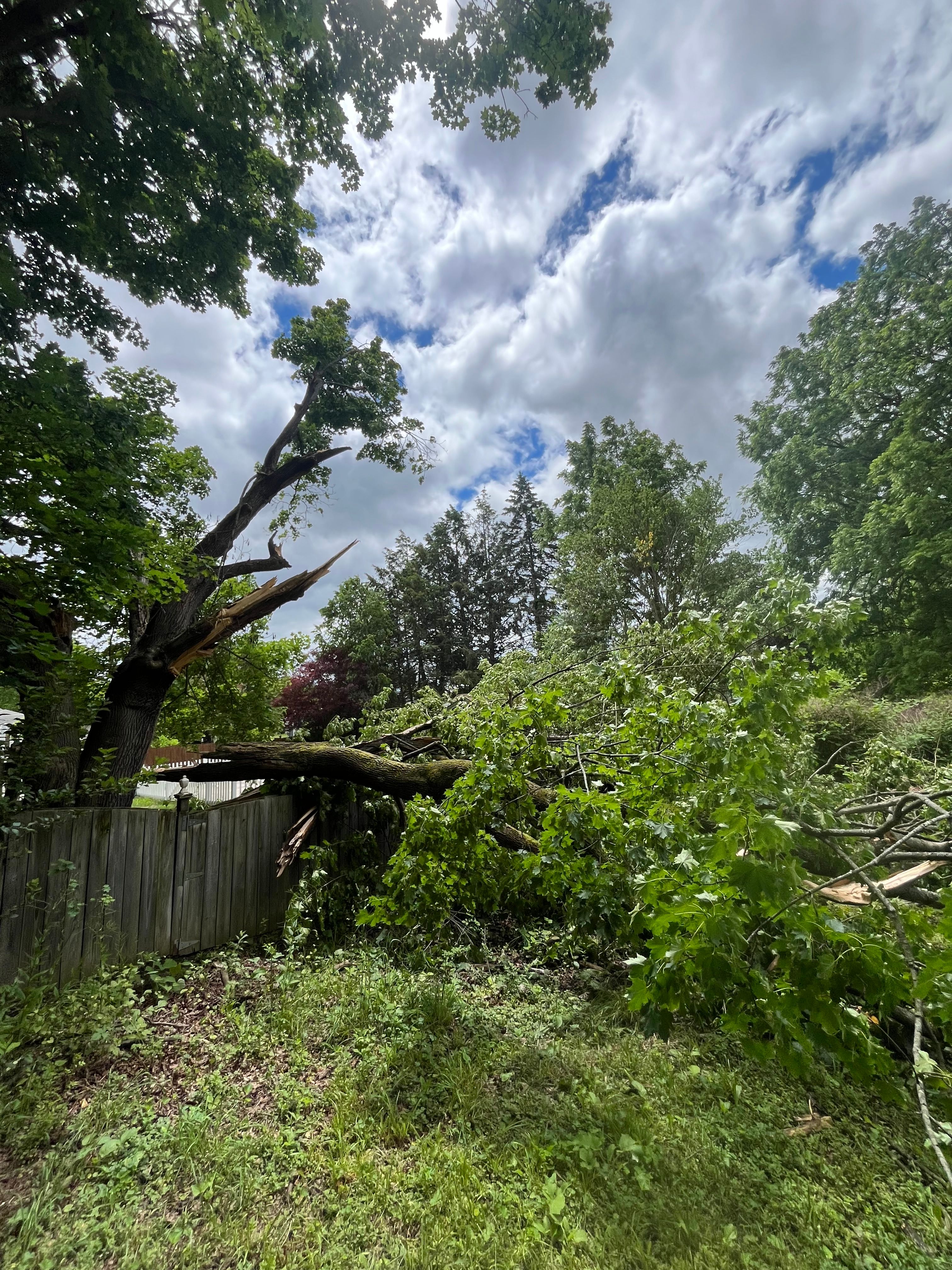 All Photos for Licensed to Cut Tree Service in Athens, PA