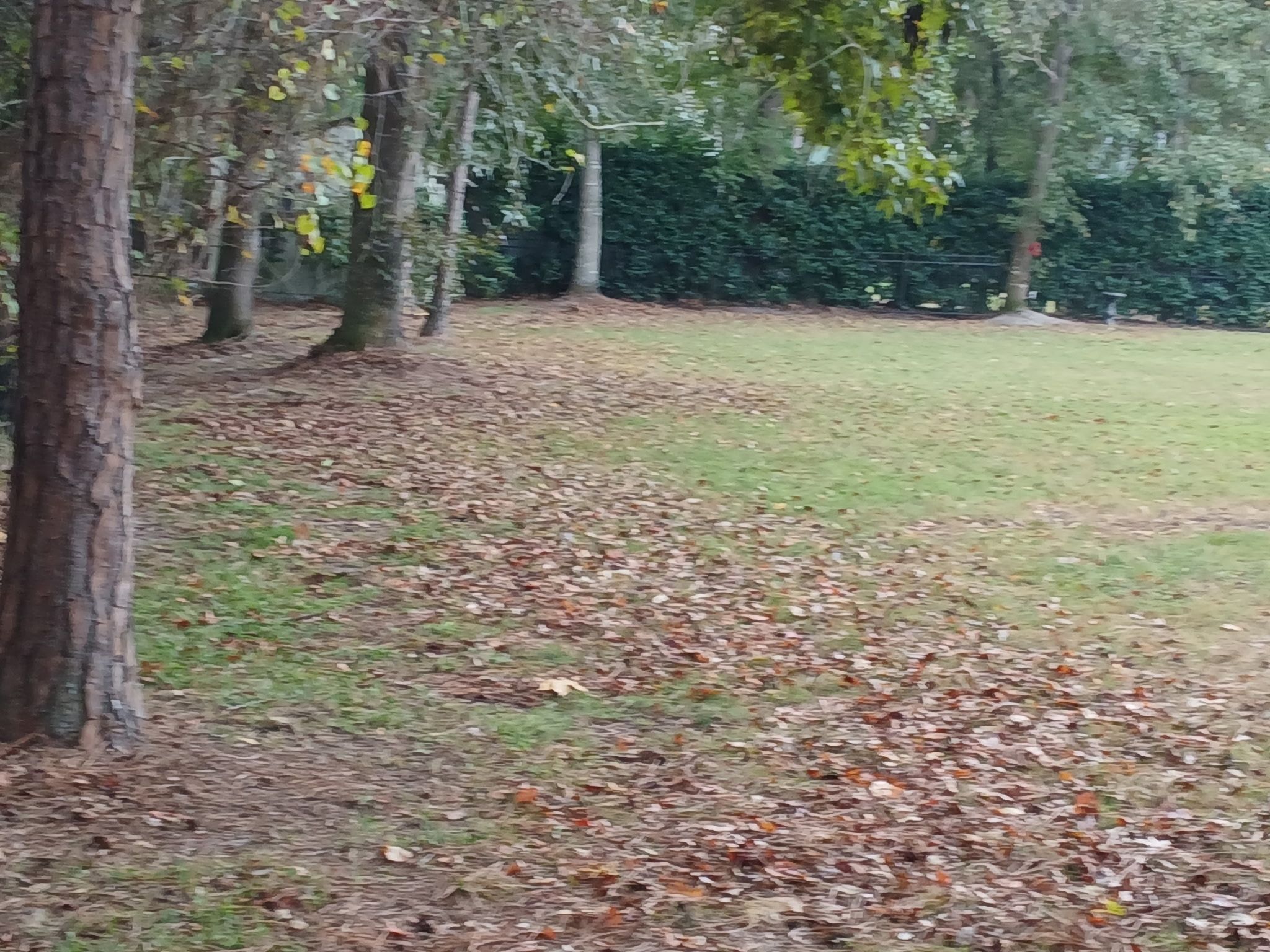  for Whole 9 Yards Services in Green Cove Springs, FL