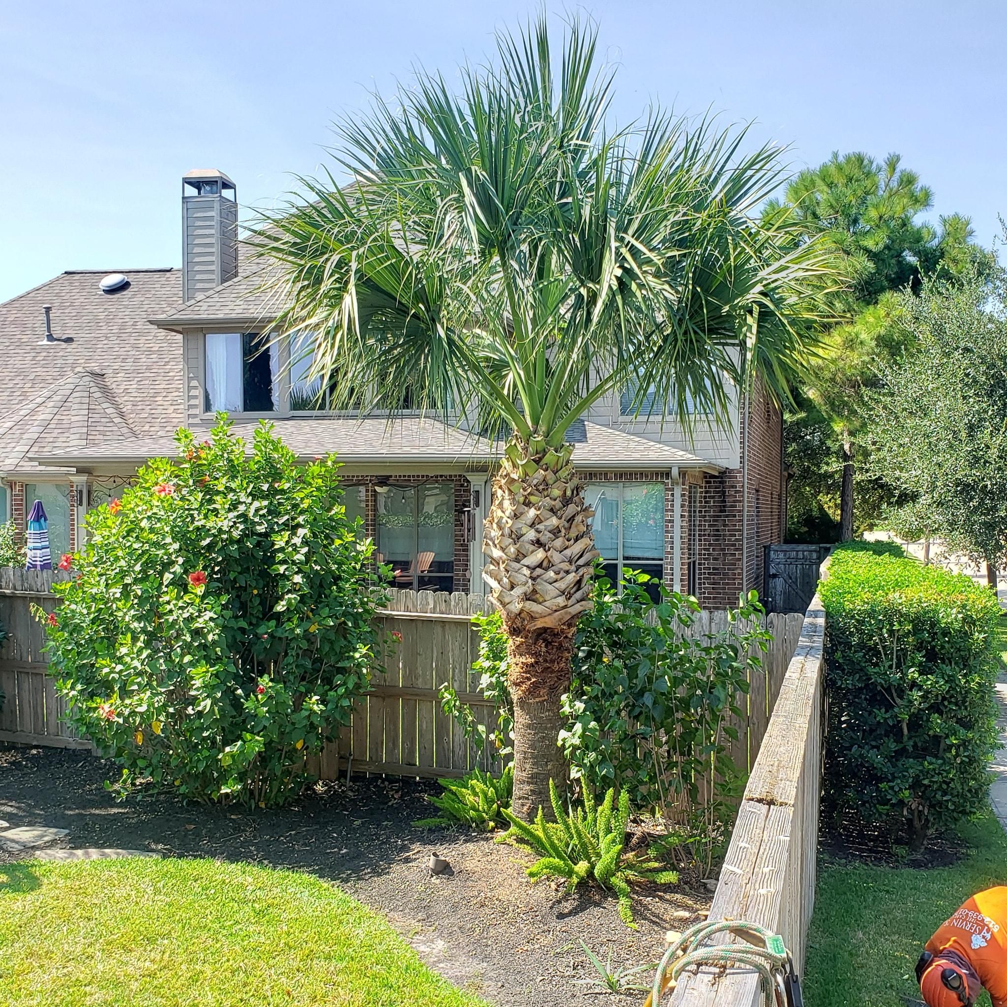  for Servin's Tree Care  in Houston, TX