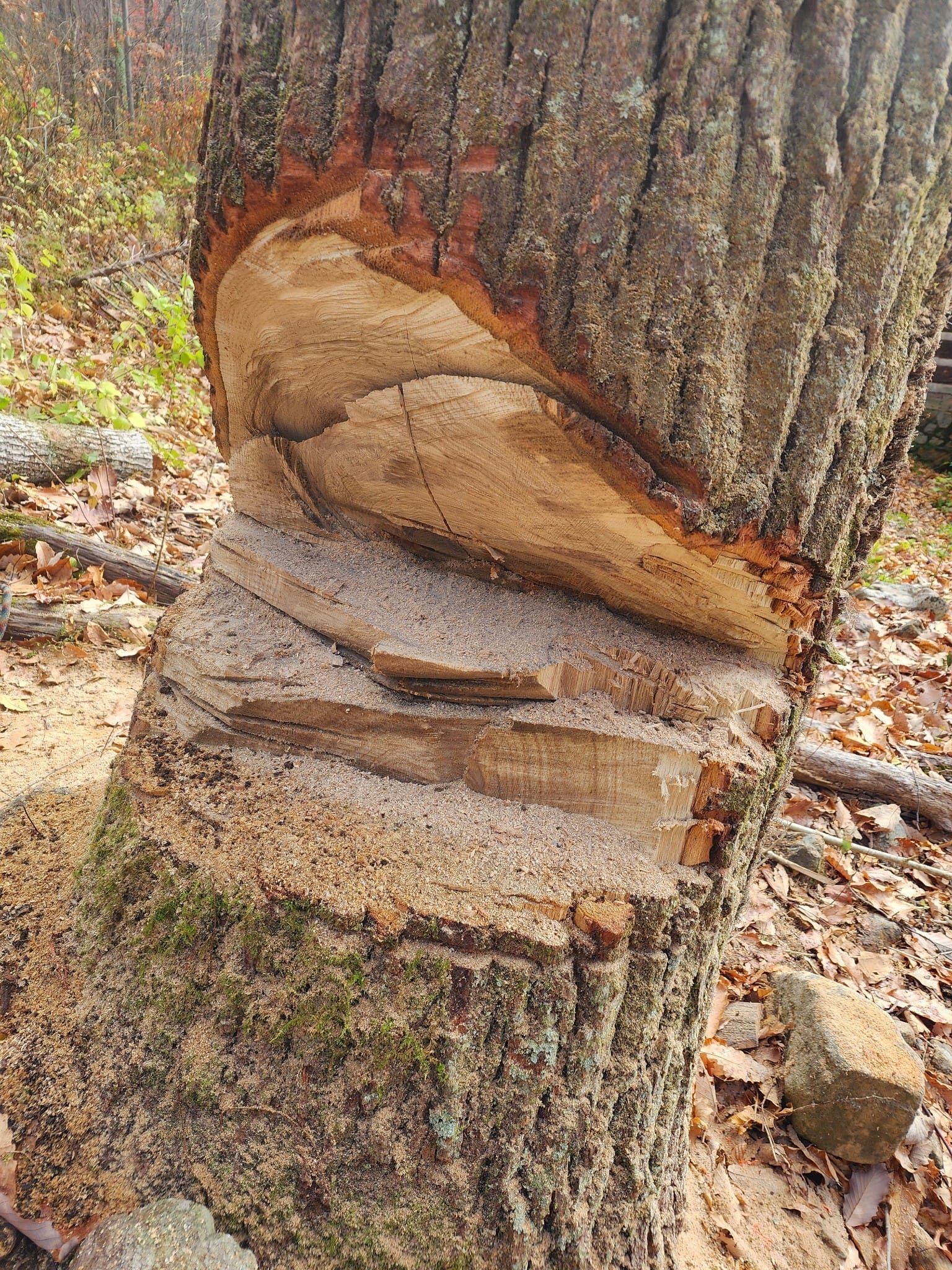  for Reagan & Sons Tree Service in Dandridge, TN