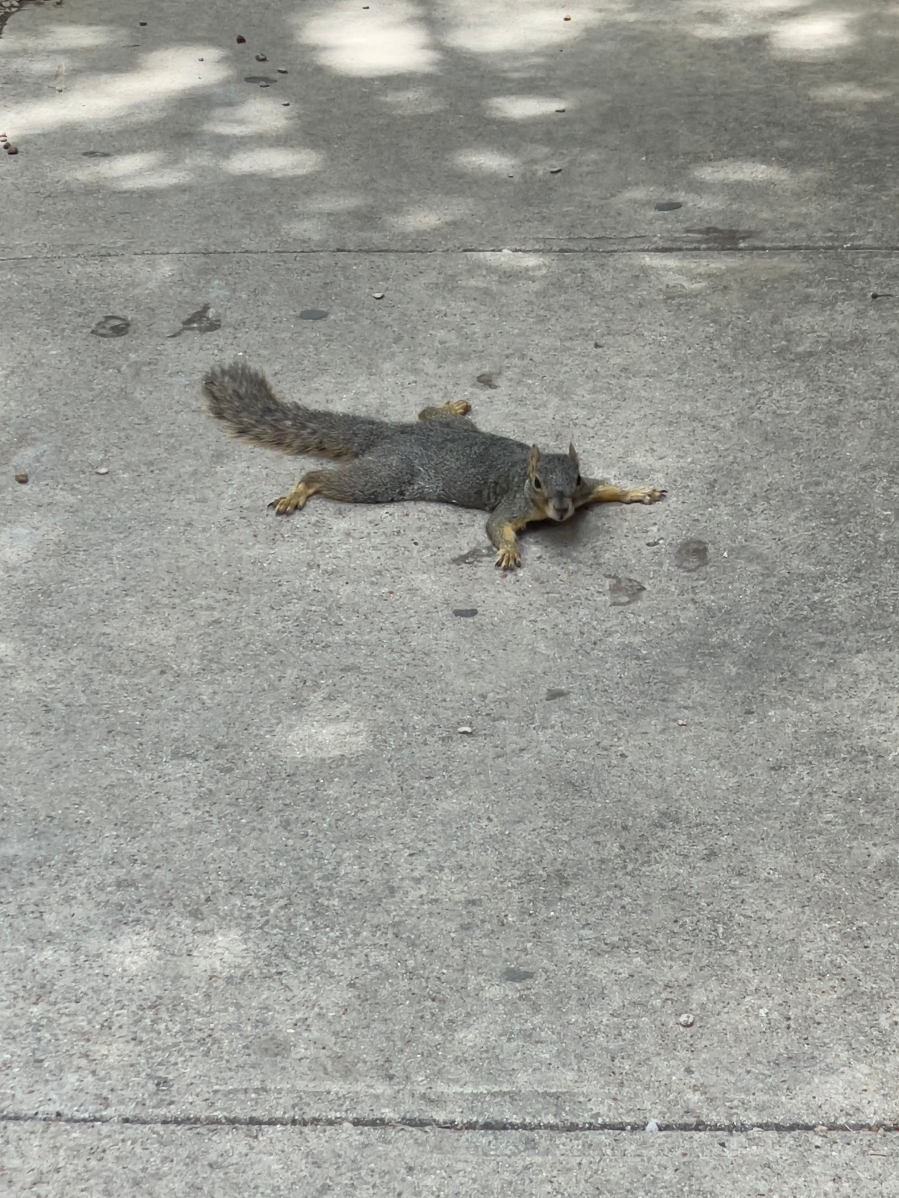 All Photos for The Critter Crew in DFW, TX