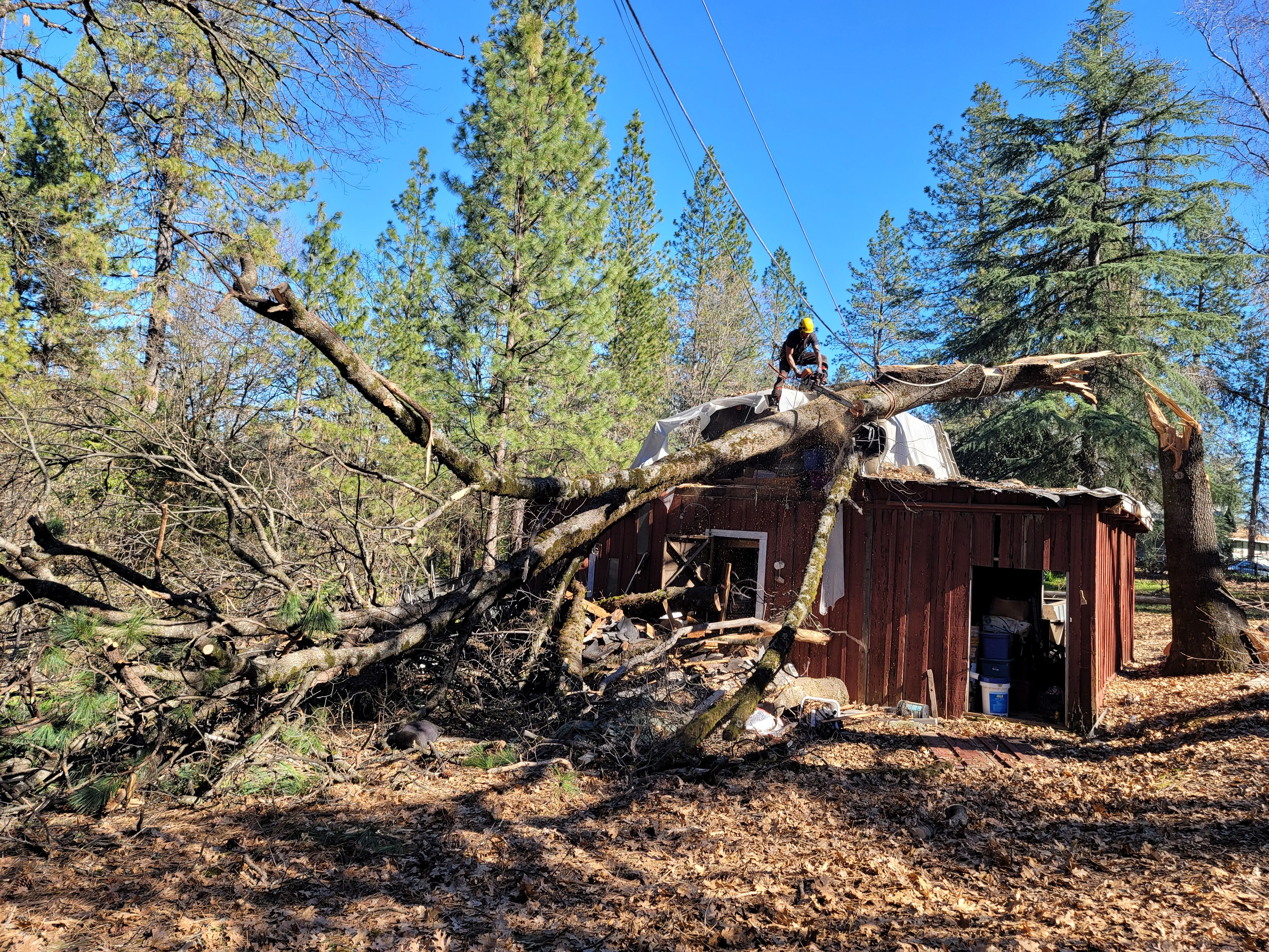  for George Staddan's Professional Tree Care in Placerville, CA
