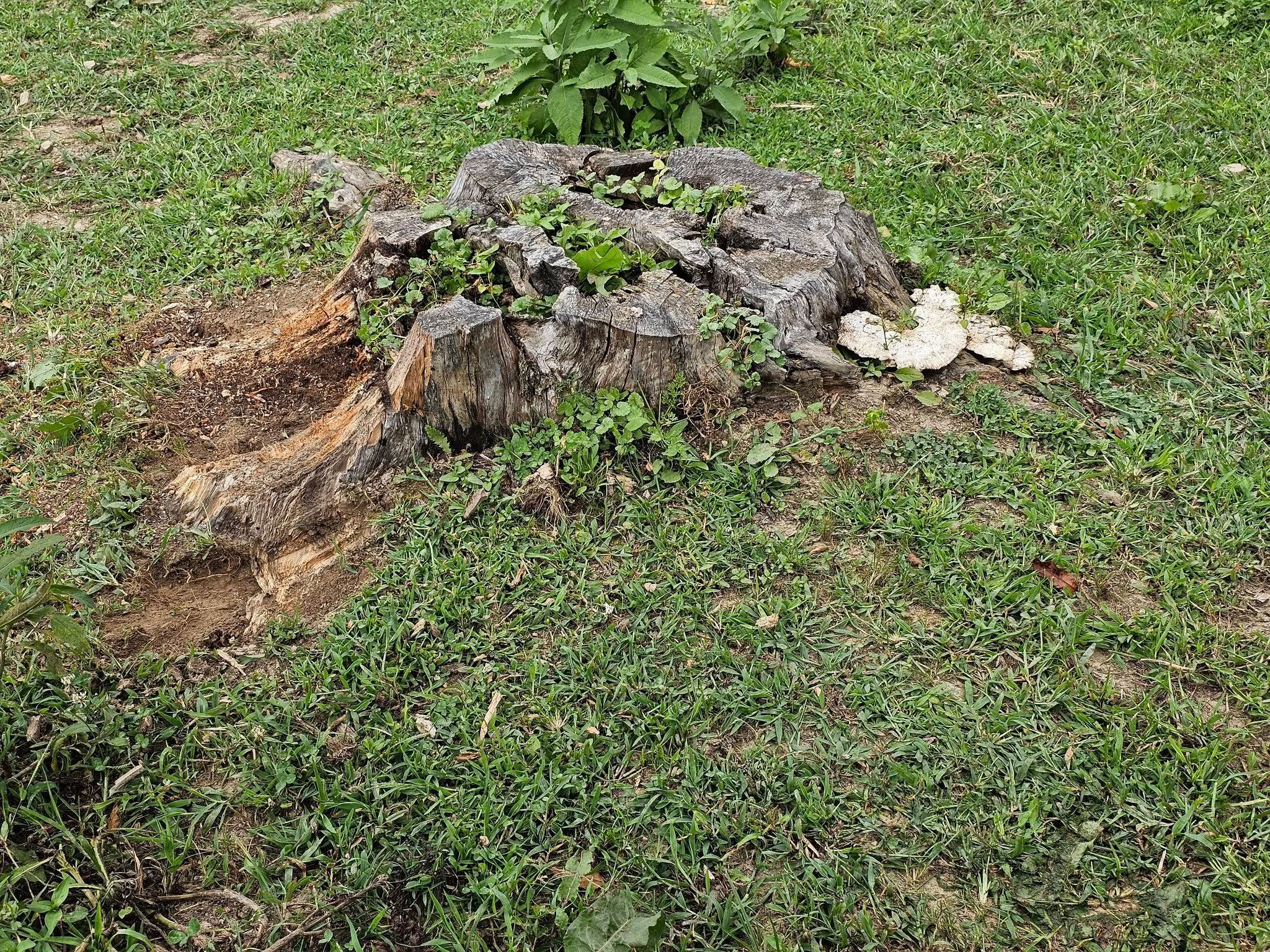  for I and R Stump Grinding in Thornville, OH