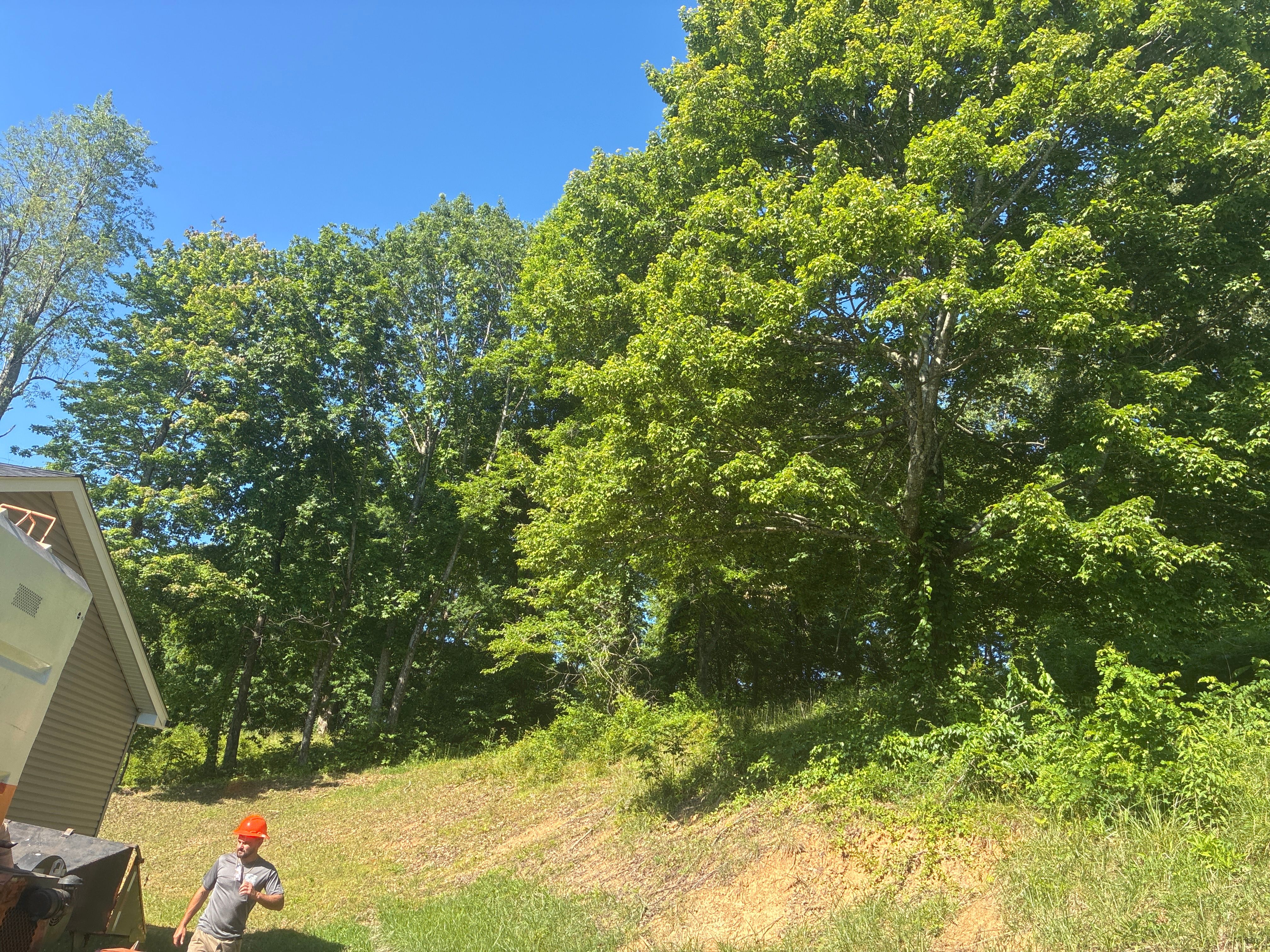  for Skys The Limit Tree Management in Morehead, KY