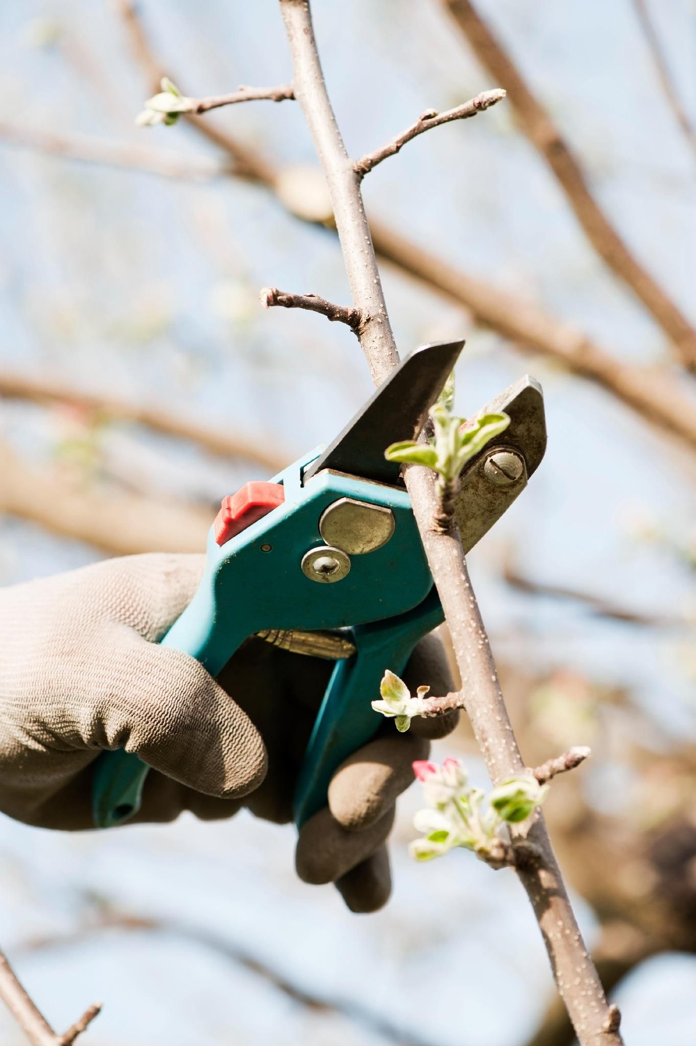  for Tree-B-Gone in Appleton, WI