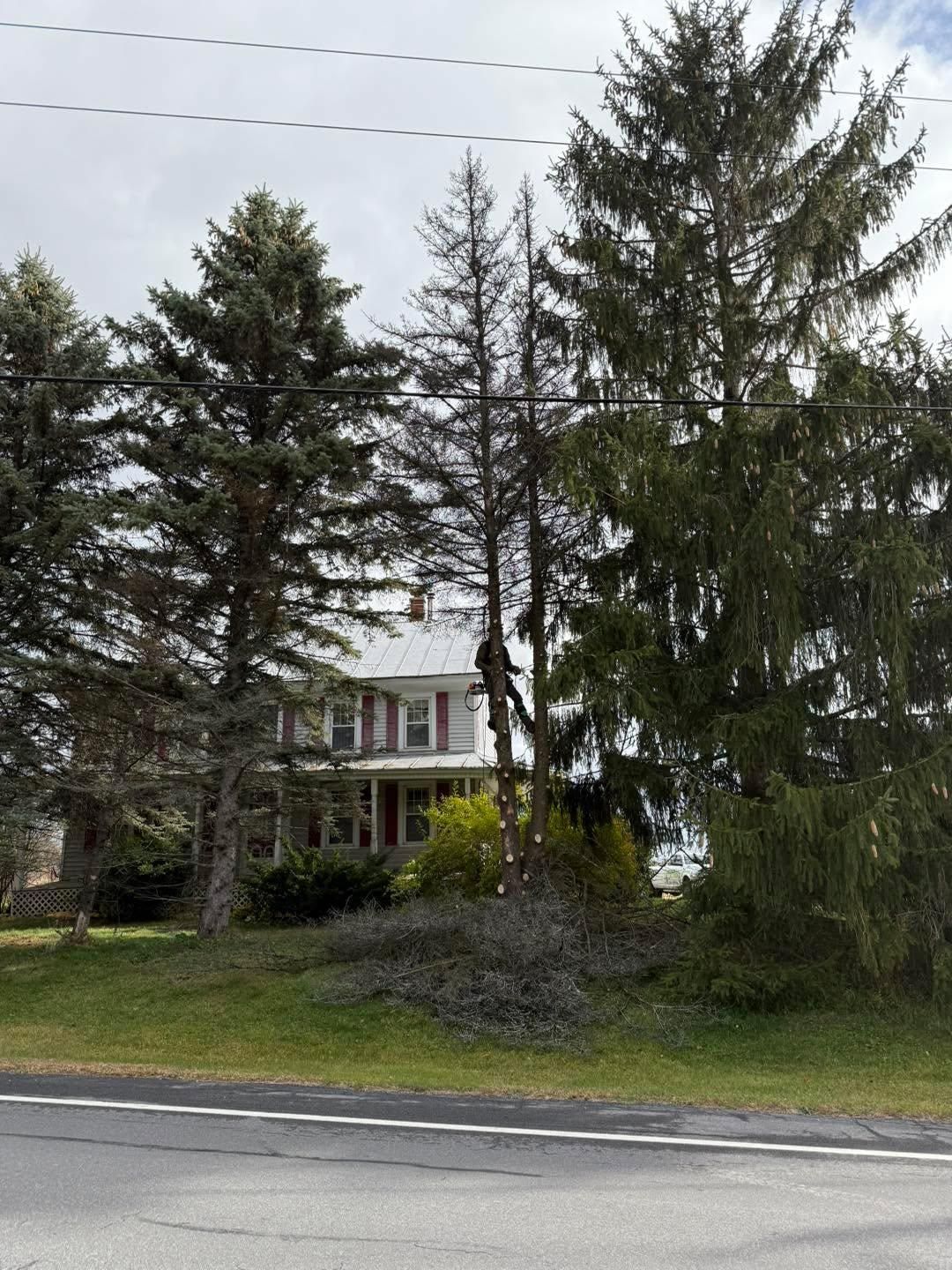  for Sterlings Tree Removal in Cobleskill, New York