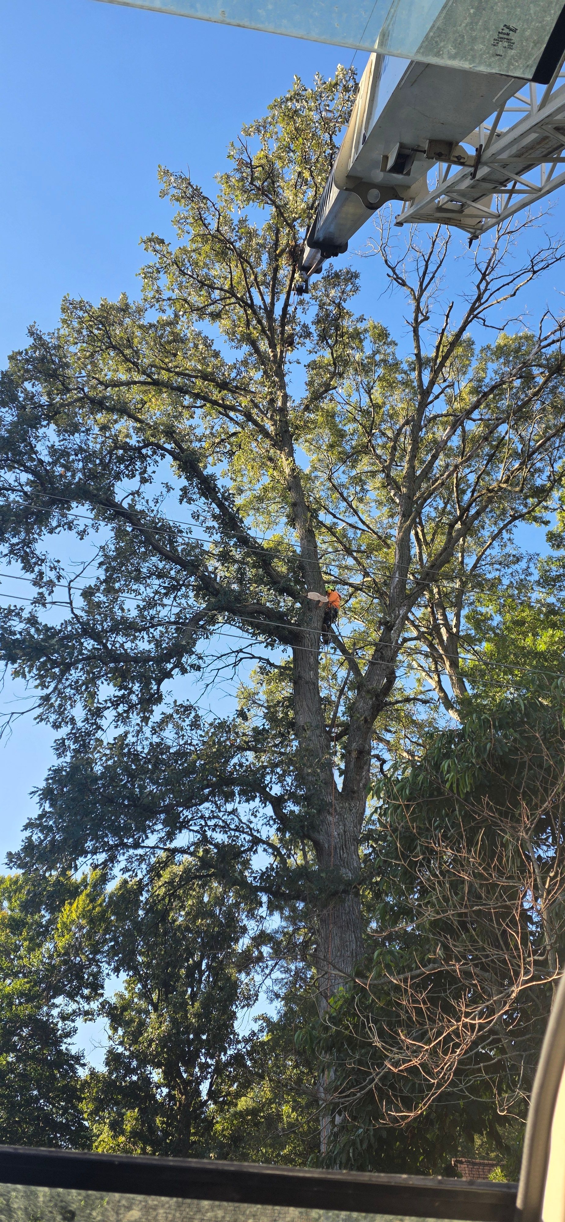  for Advanced Tree Solutions in Rockville, IN