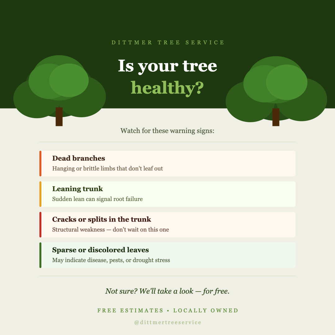 All Photos for Dittmer Tree Service in Davenport, IA