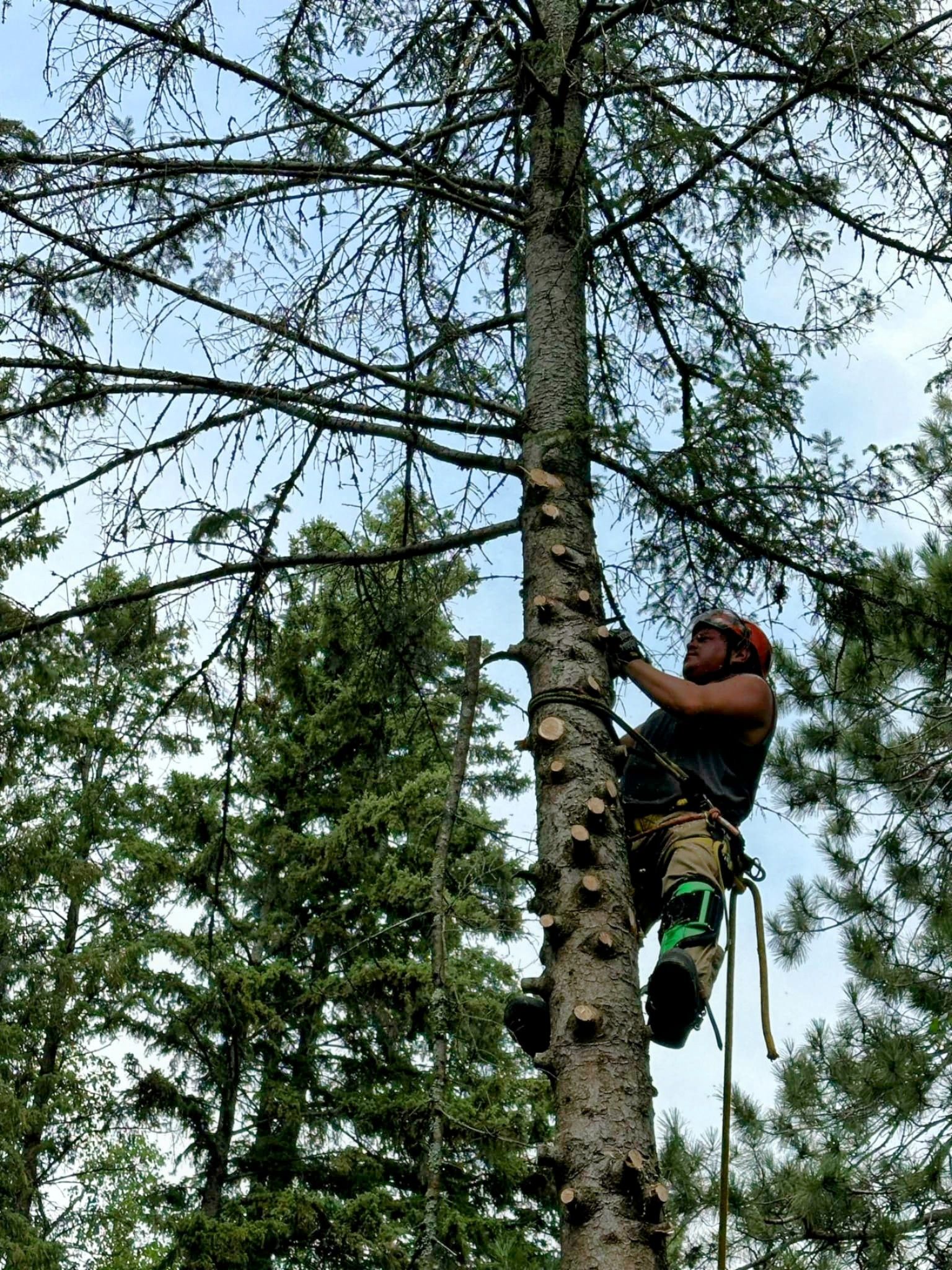  for Dan's Tree Service LLC in Bemidji, MN