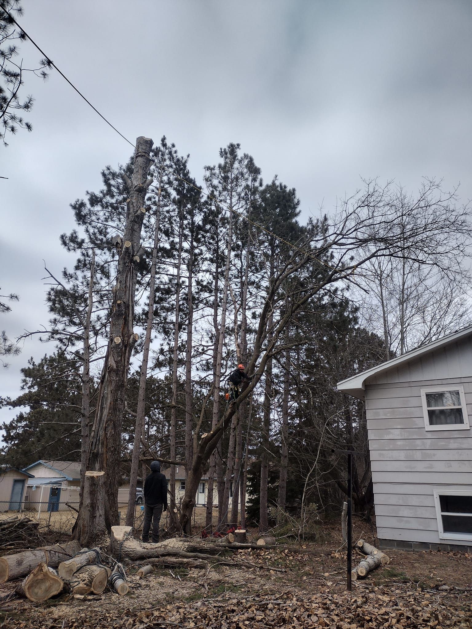  for Dan's Tree Service LLC in Bemidji, MN