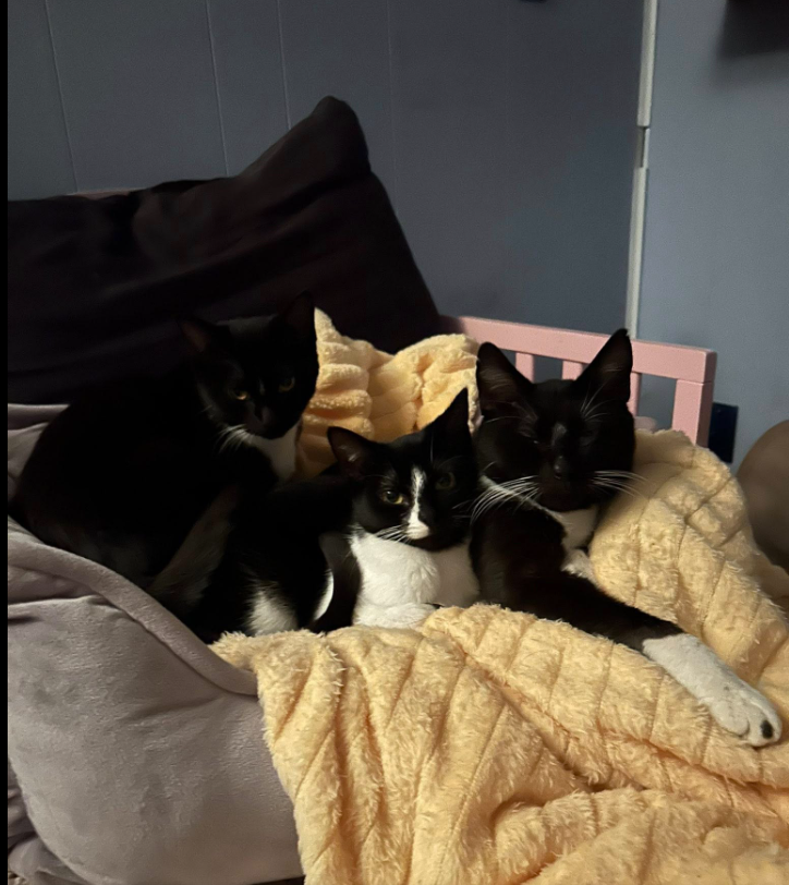  for Sullivan Sanctuary of Maine in Brunswick, ME