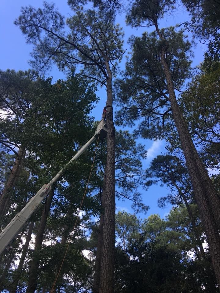  for Leonard’s Tree Service in Toano, VA