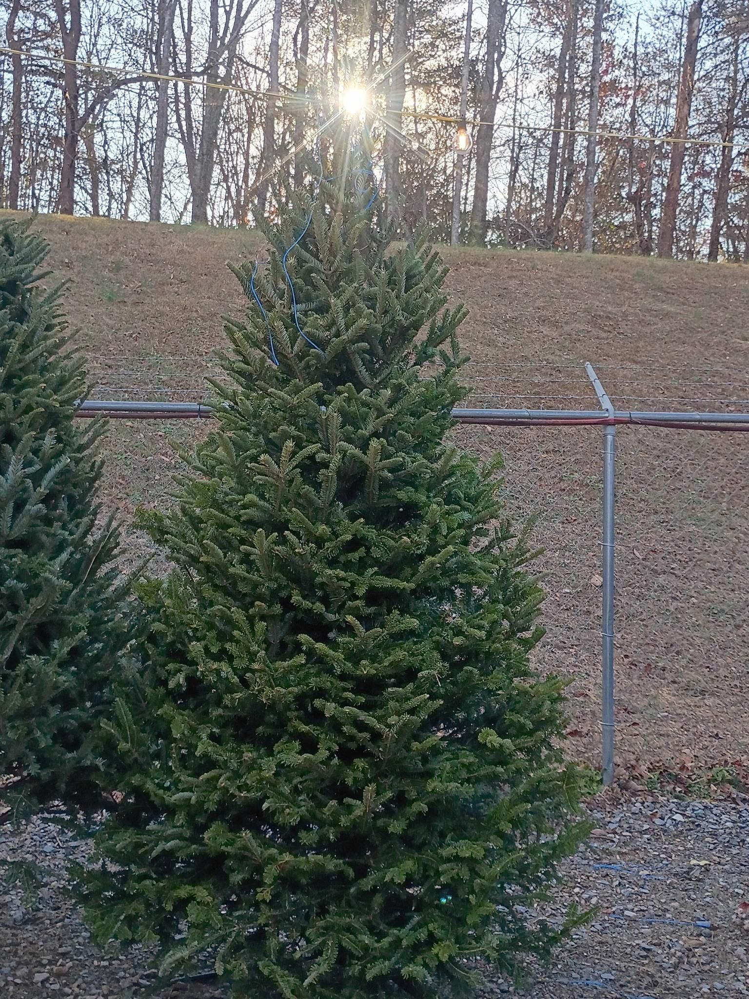 All Photos for BAM Another Pinestraw Lot in Flowery Branch, GA