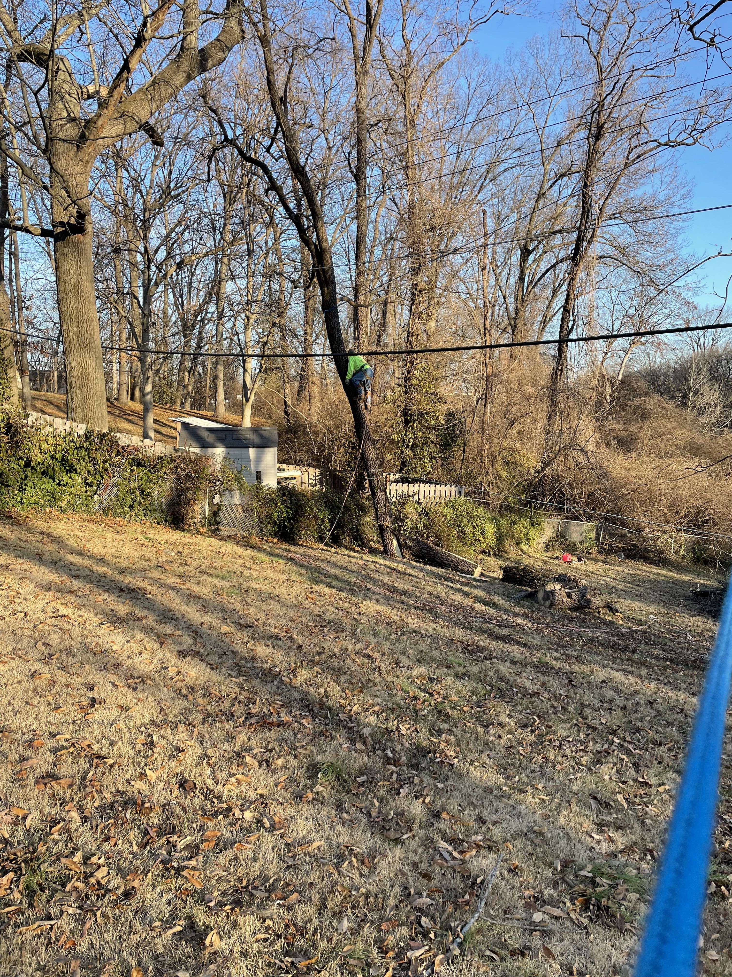  for Stinger Tree Service in Belleville, IL
