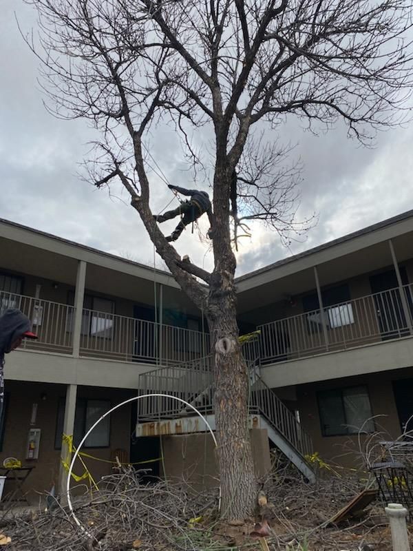 All Photos for Tree Service Miracles in Albuquerque, NM