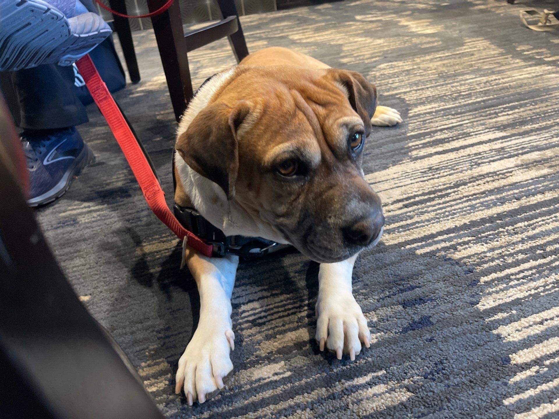 All Photos for Mr. Pipe Dreams LLC in Colorado Springs, CO