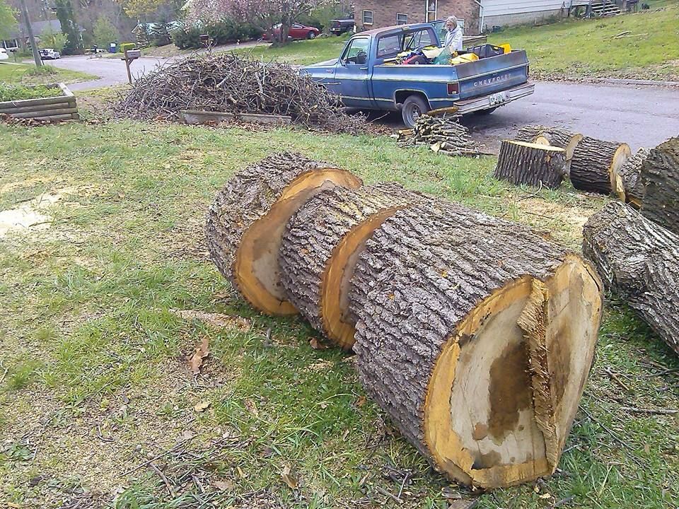  for Professional Tree Service USA in Chattanooga, TN