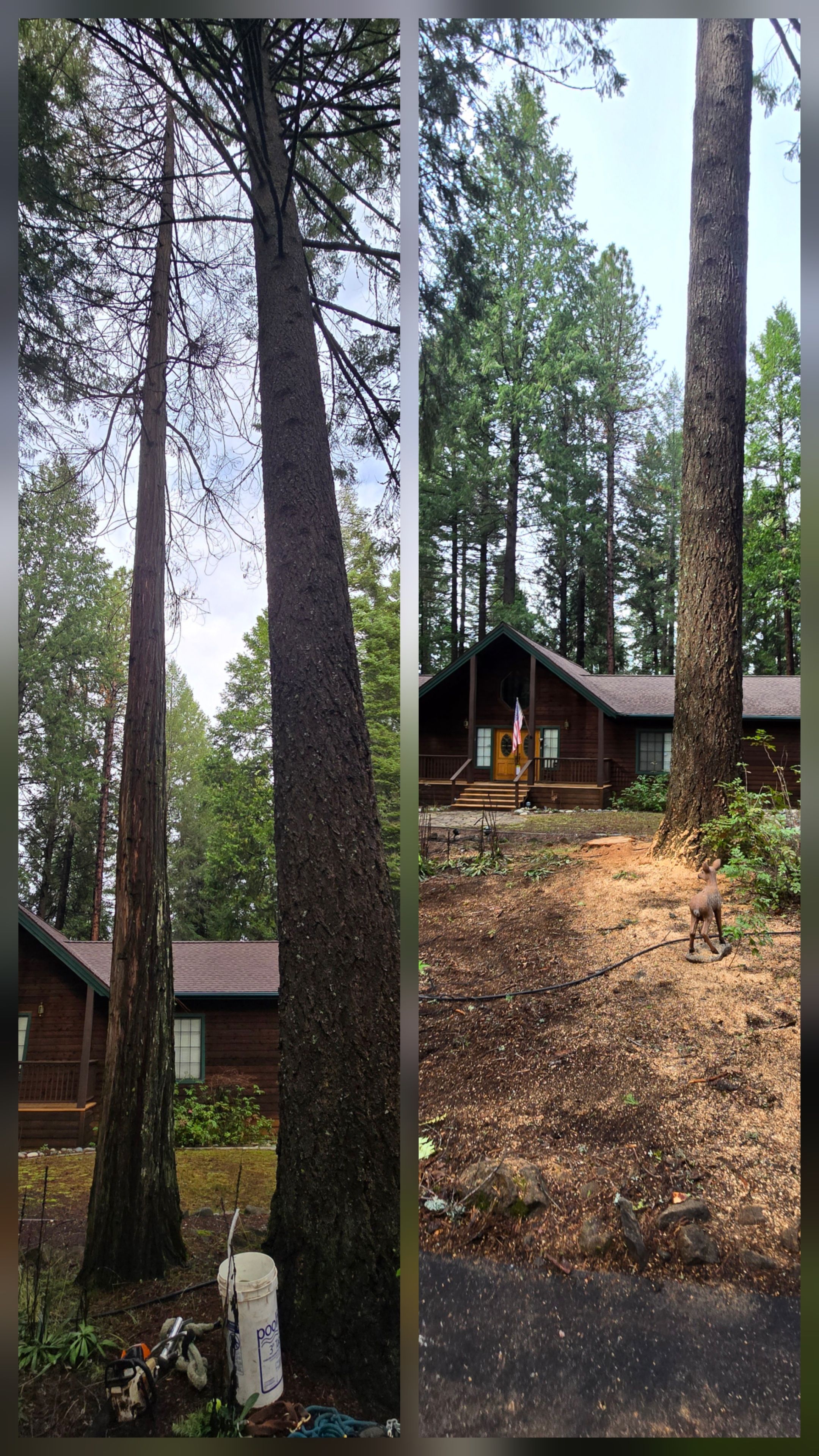  for George Staddan's Professional Tree Care in Placerville, CA