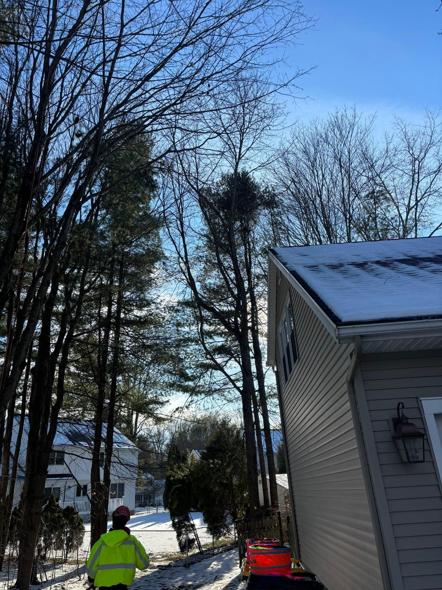  for T's Trees in Albany, NY