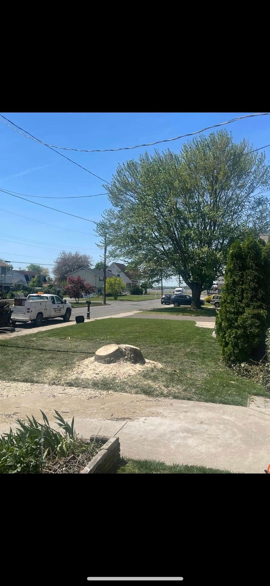 Tree Services for Etherton’s Tree Service in Quinton, NJ