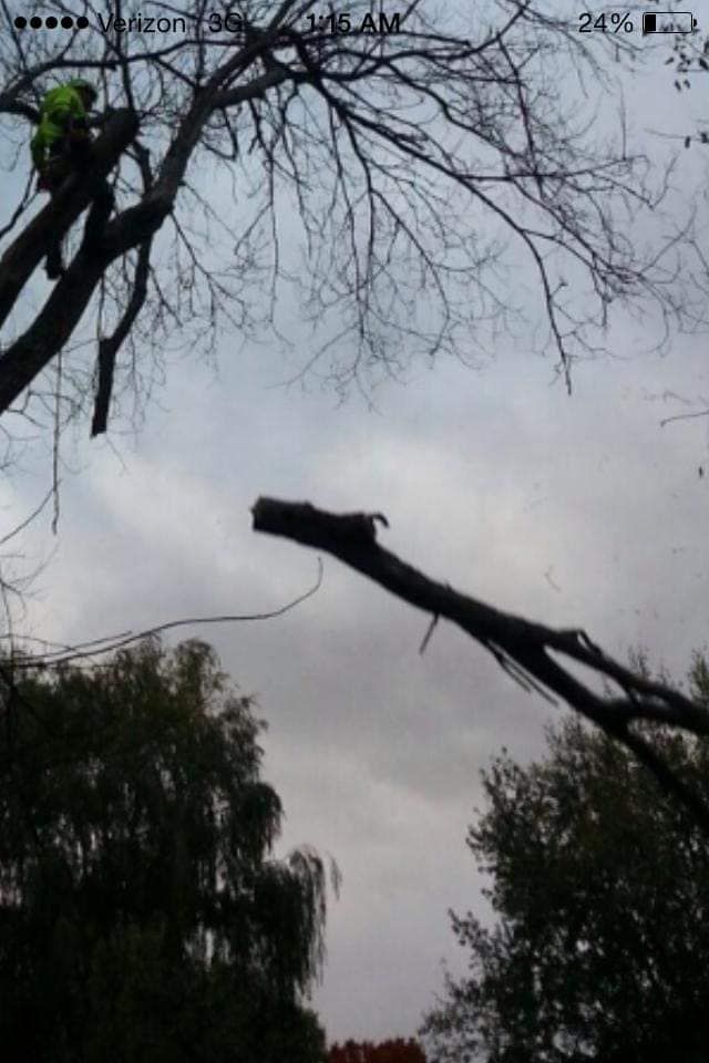Tree Removal for Buffalo Family Tree Care in Buffalo, MN
