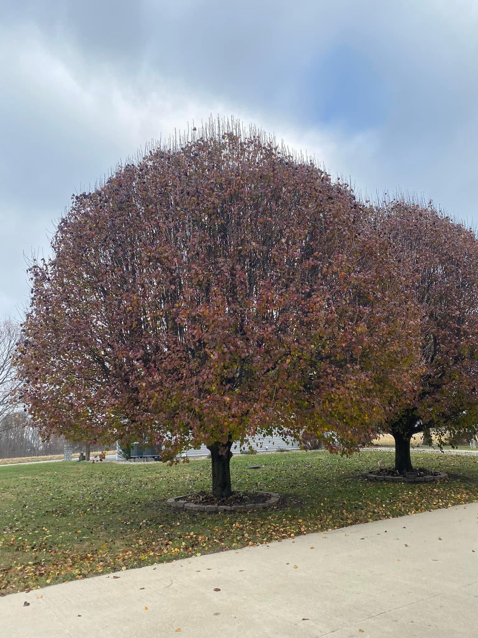 Tree Removal for Atwood’s Tree Care in Liberty,  KY