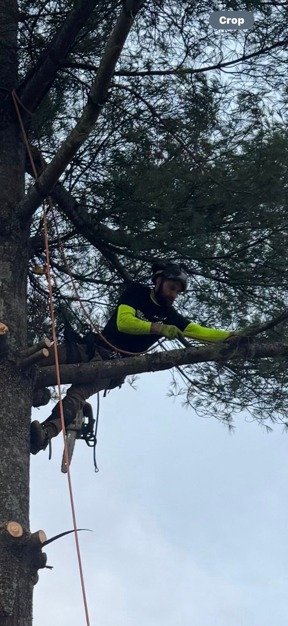 Tree Services for Precision Cutz Tree Services, LLC in Coeburn, VA