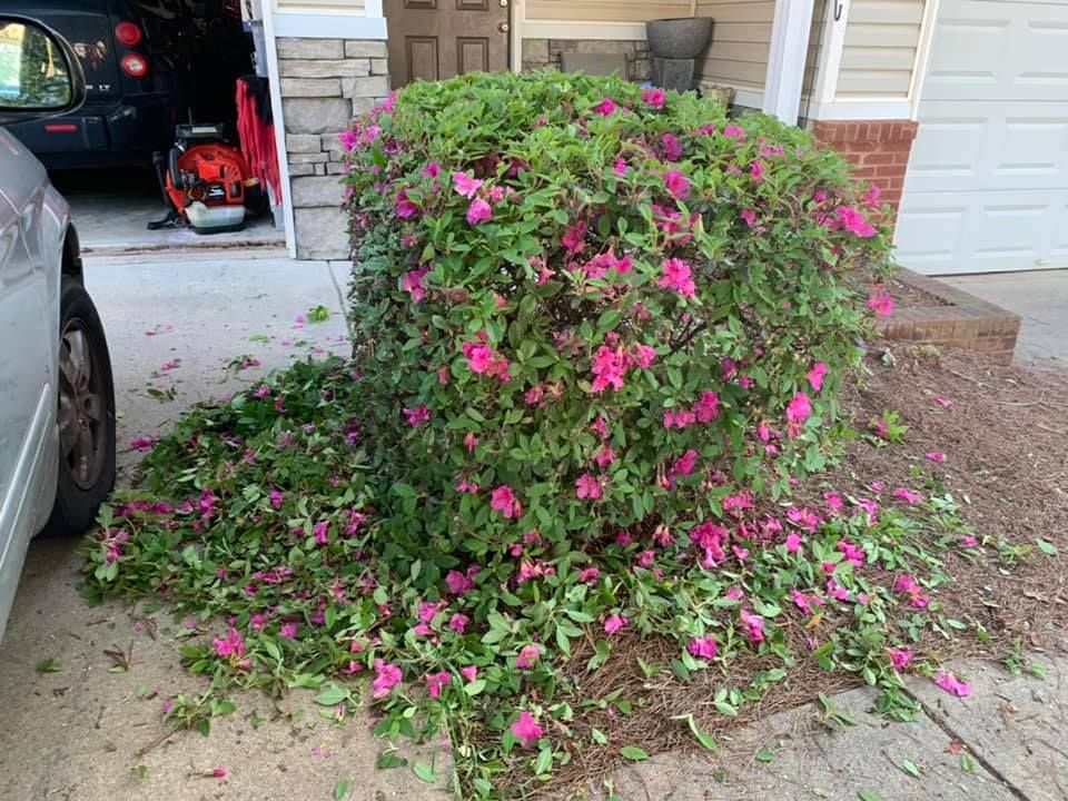 All Photos for Bega Landscape Services in Atlanta, Georgia