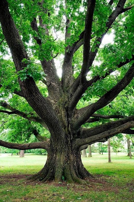  for Tree-B-Gone in Appleton, WI