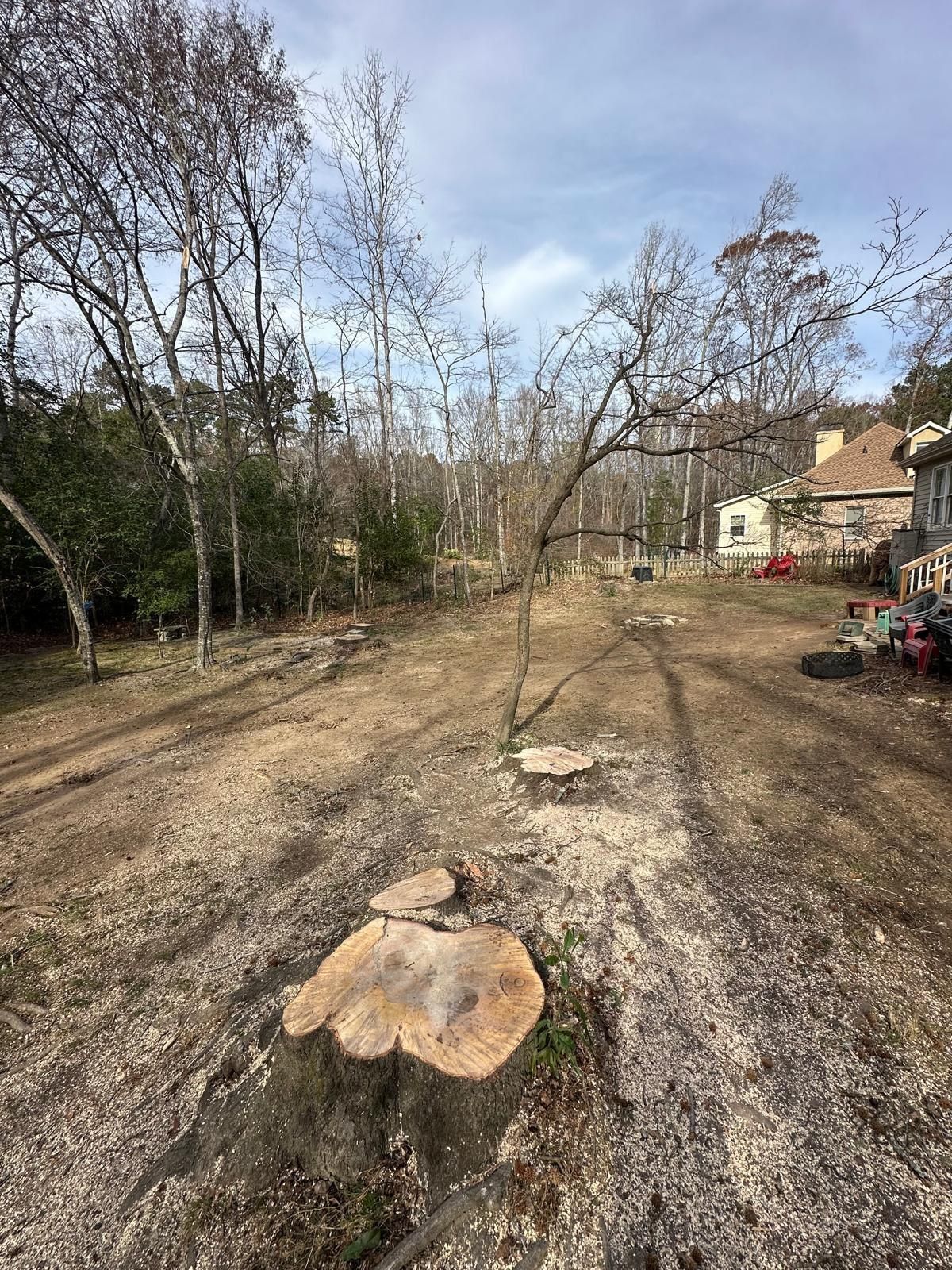  for Pedro's Tree Removal in Charlotte, NC