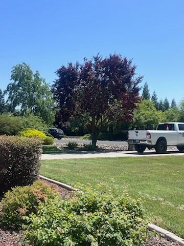All Photos for Sammy's Tree Services in Sacramento, CA