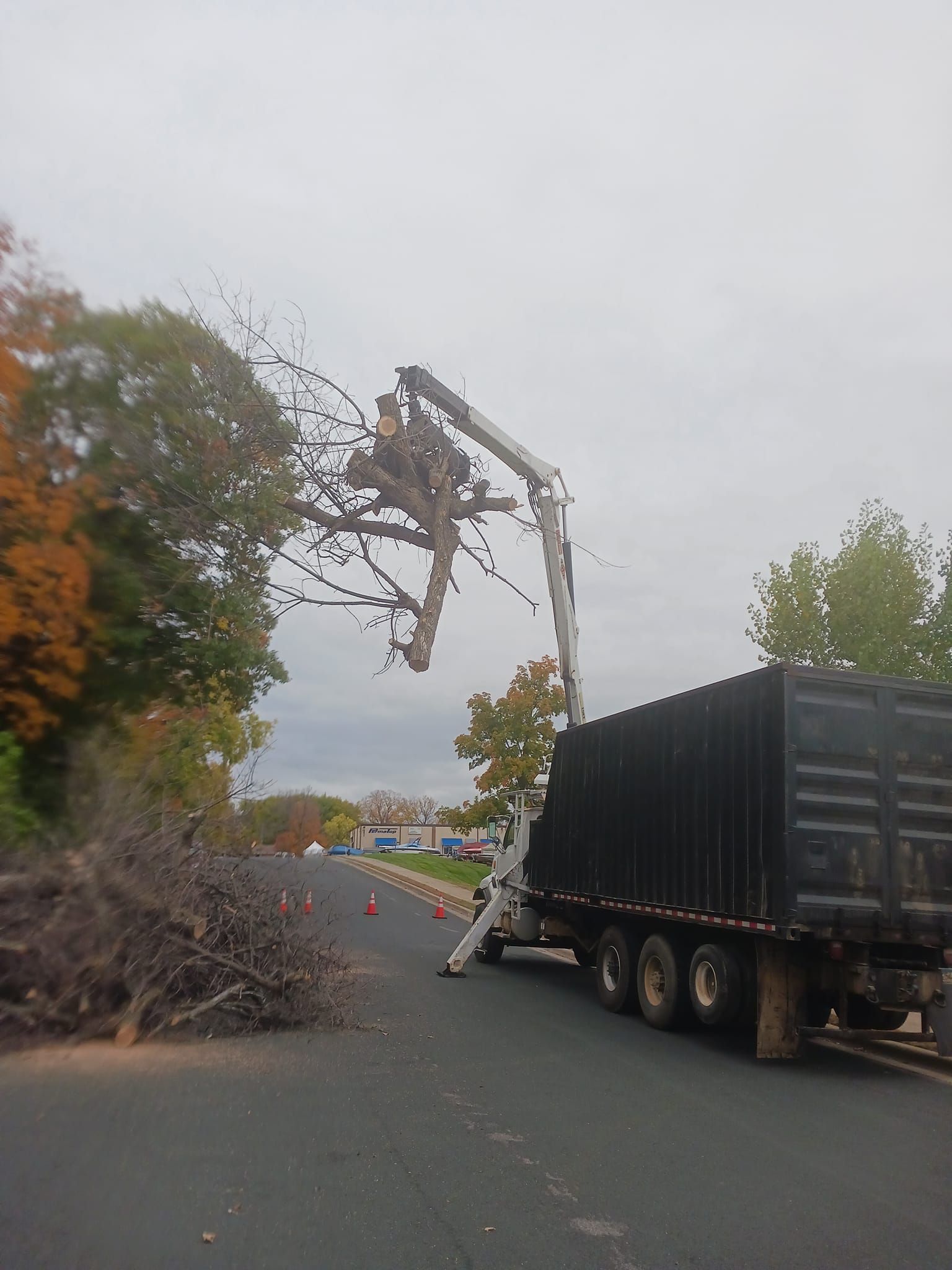 Tree Removal for Buffalo Family Tree Care in Buffalo, MN
